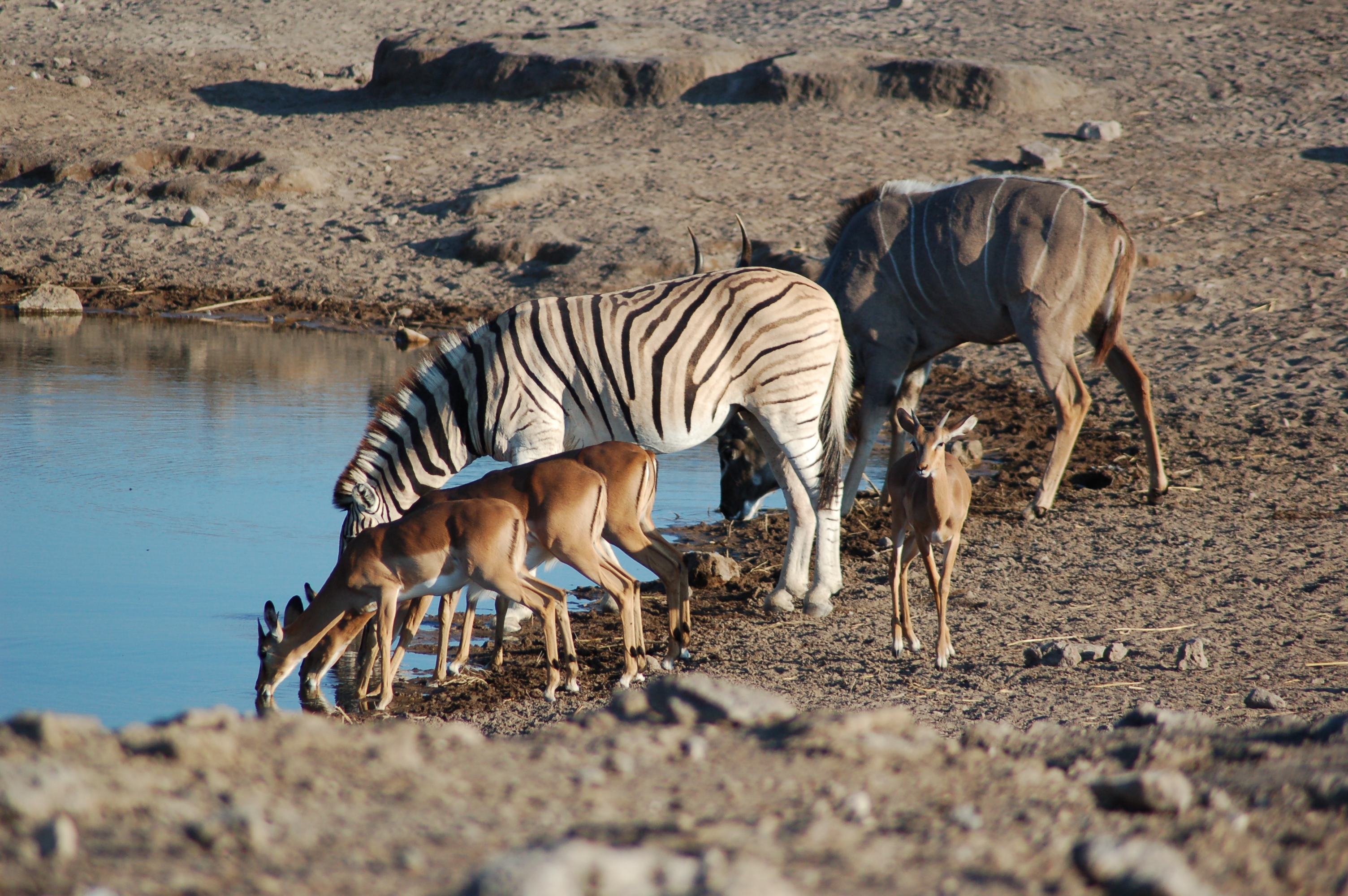 Etosha National Park, Namibia (2856071262)