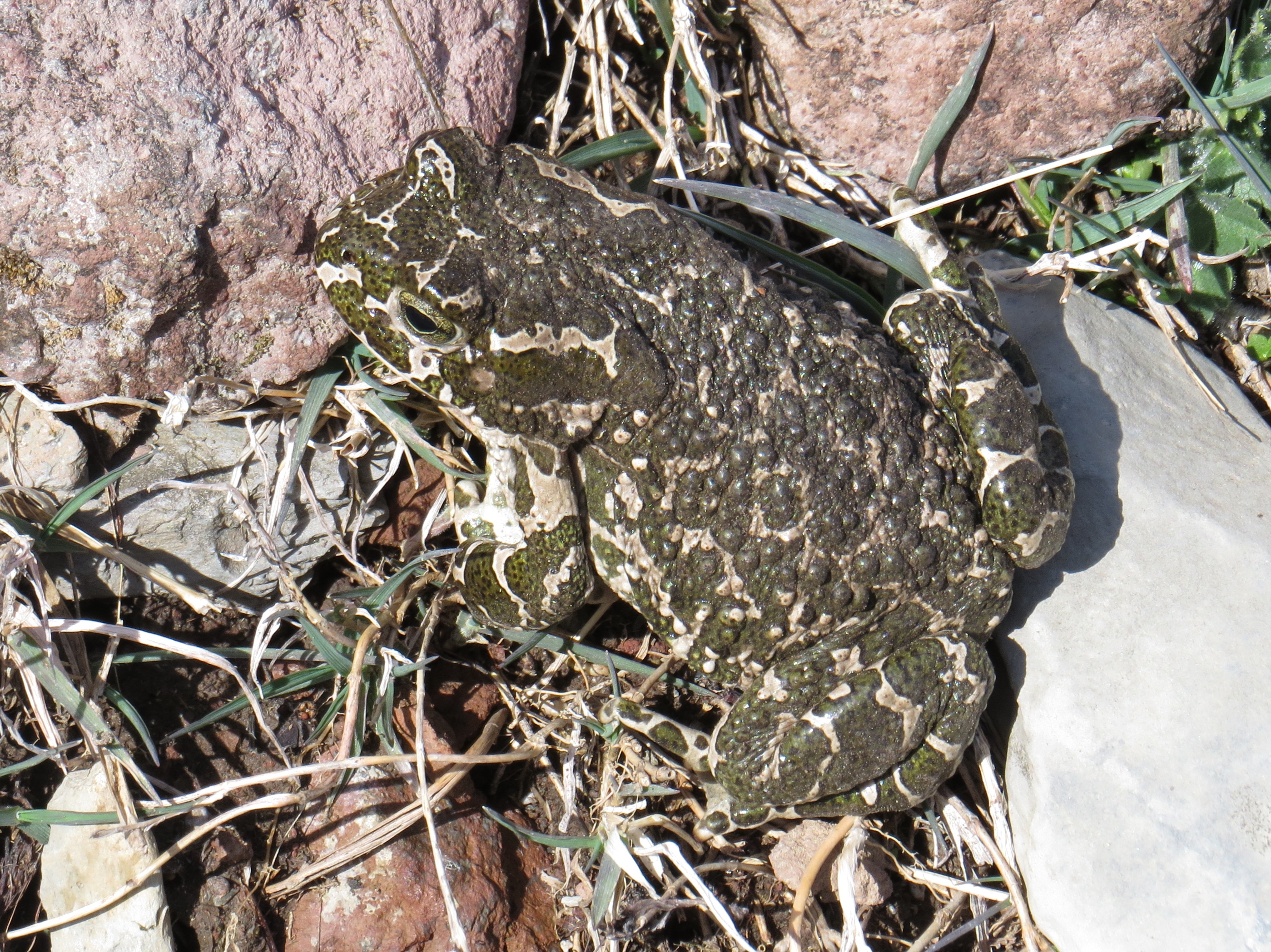 European Green Toad (33984264874)