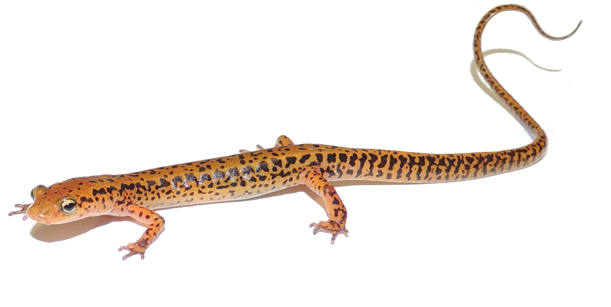 Eurycea longicauda (long-tailed salamander)