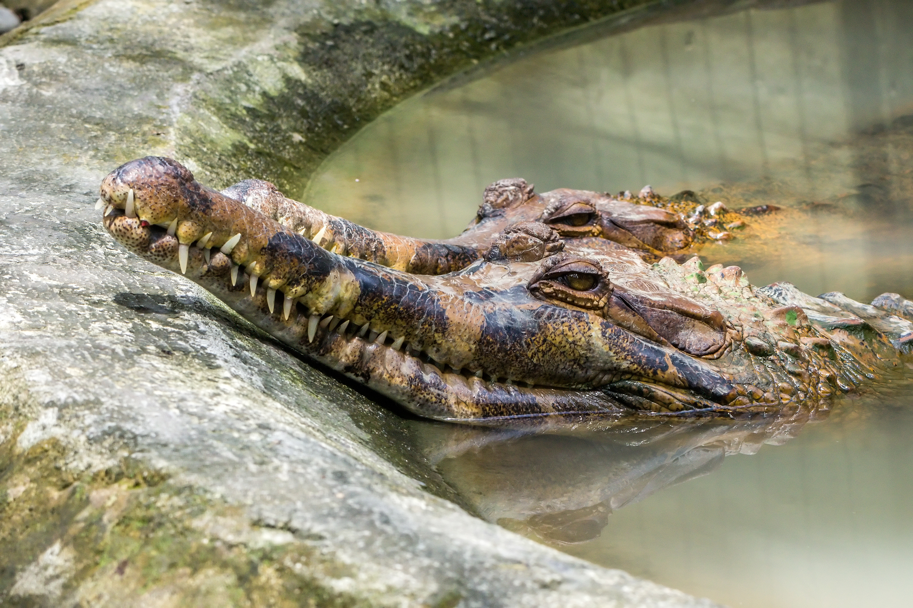 False gharial (Tomistoma schlegelii), Gembira Loka Zoo, 2015-01-15 01