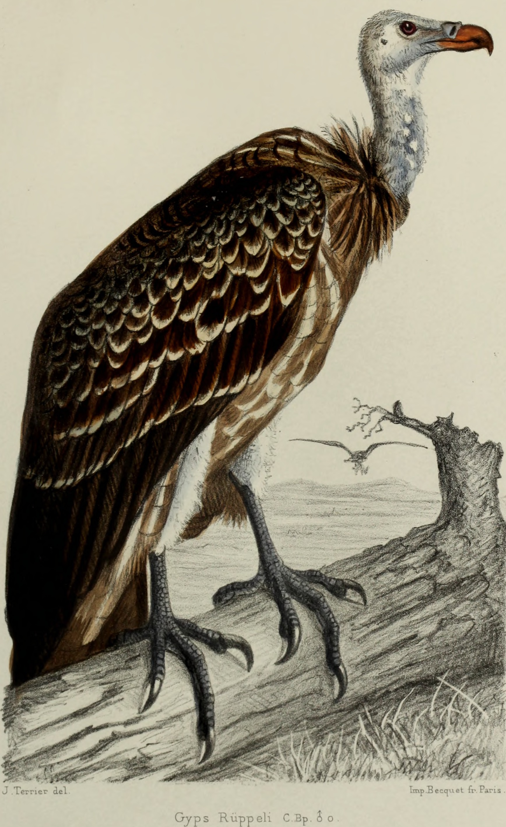 Faune de la Sénégambie, vertébrés (1883) (14772876172)