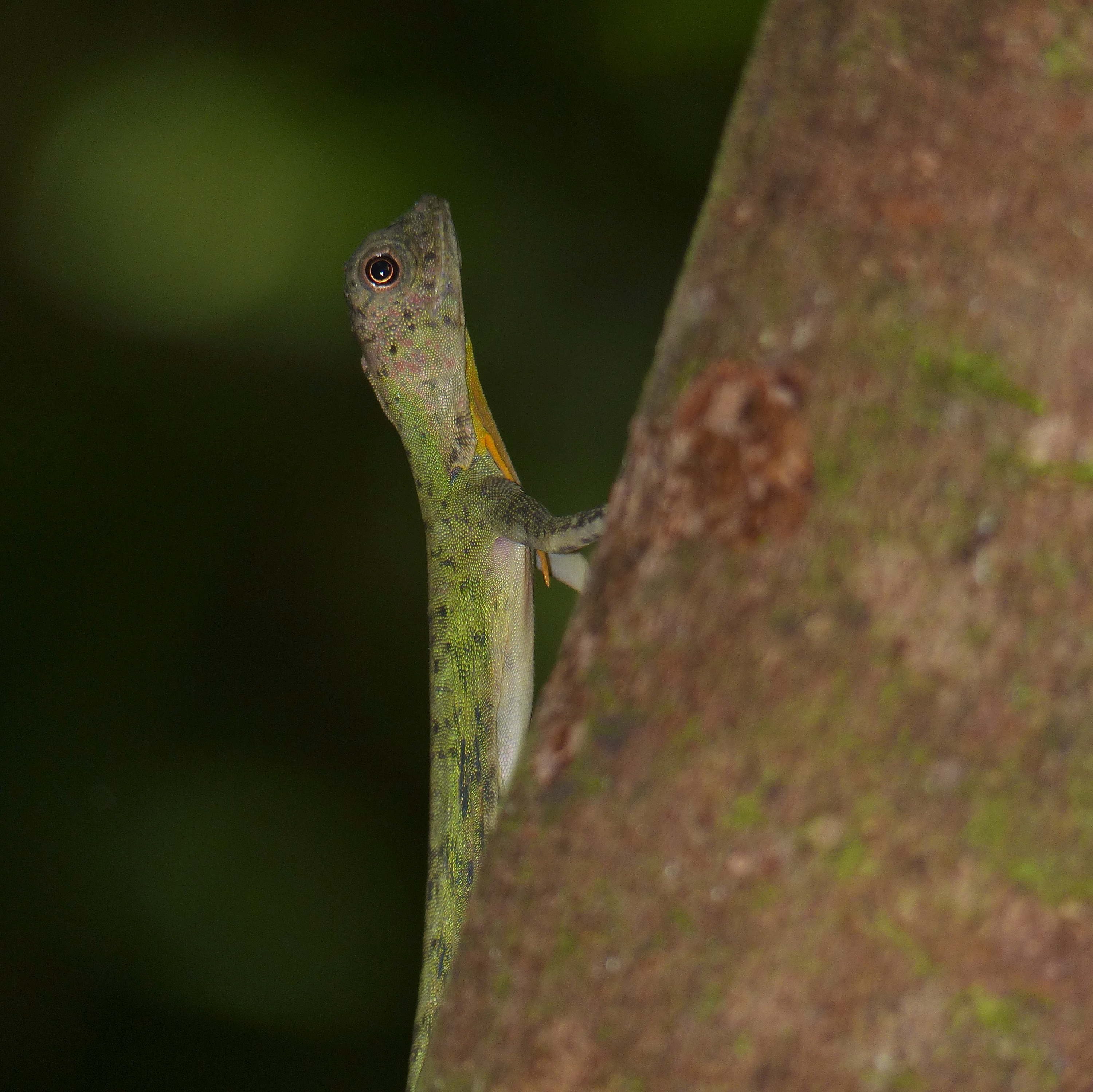 Five-banded Flying Lizard (Draco quinquefasciatus) male (15455171729)