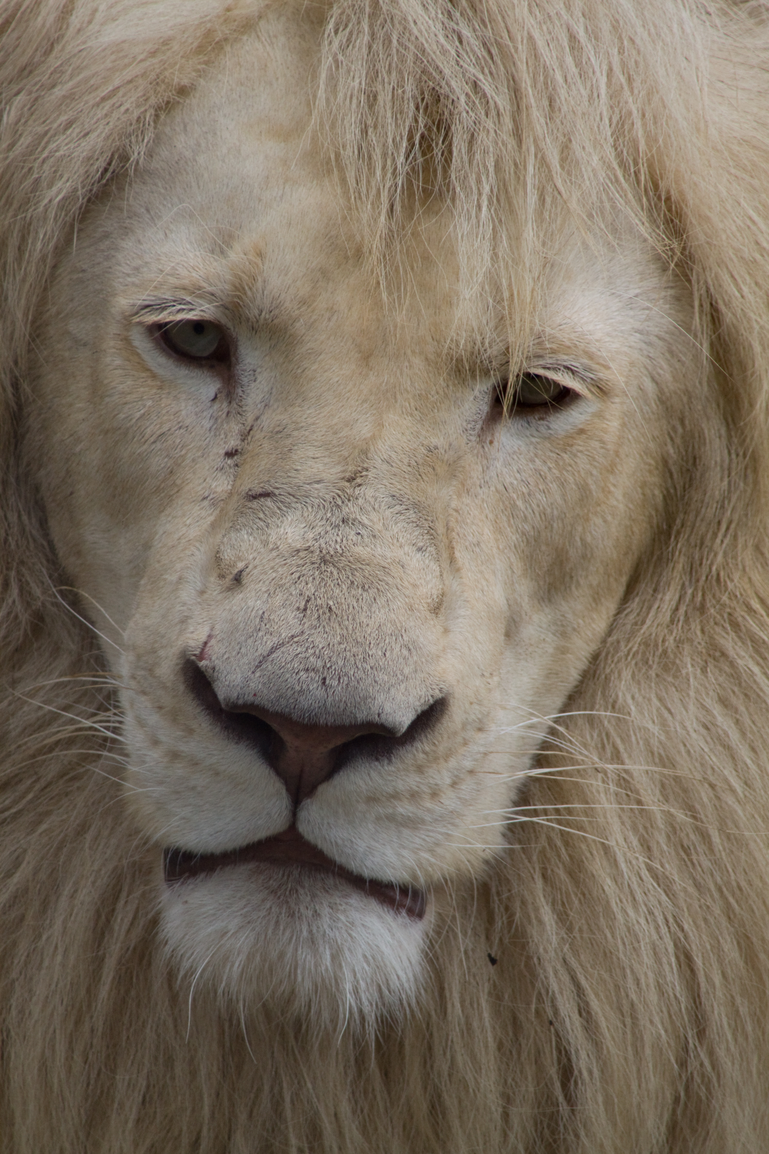 Flickr - bslmmrs - White Lion
