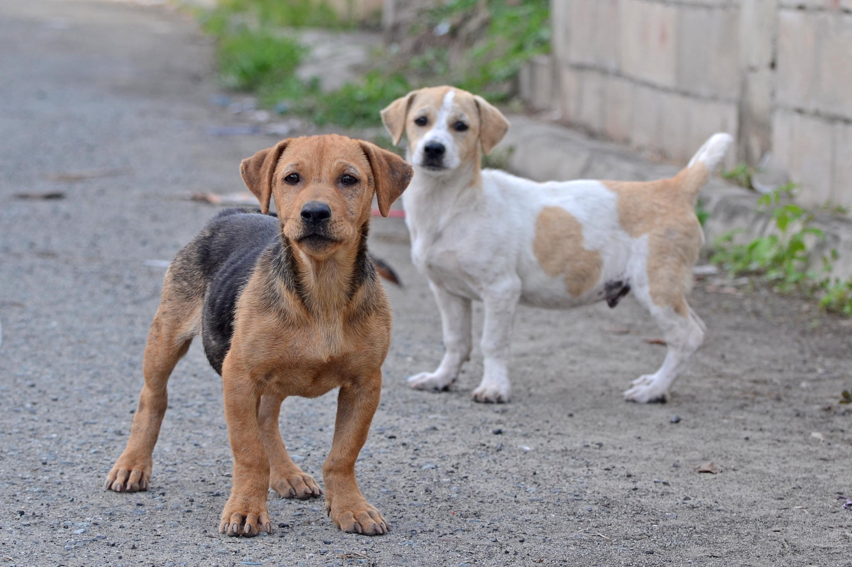 Flickr - ggallice - Street dogs (1)