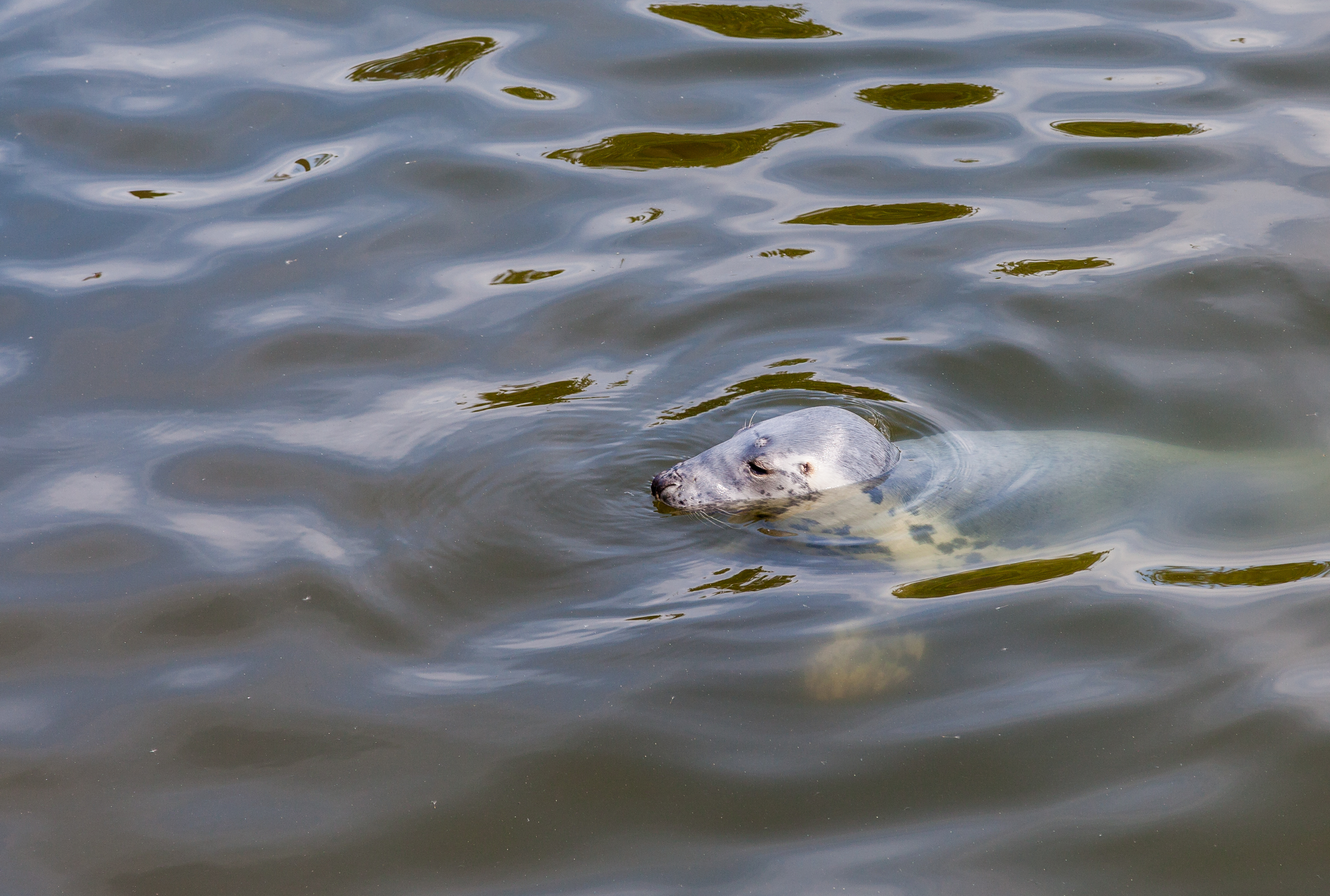 Focario de focas grises (Halichoerus grypus), Hel, Polonia, 2013-05-23, DD 02