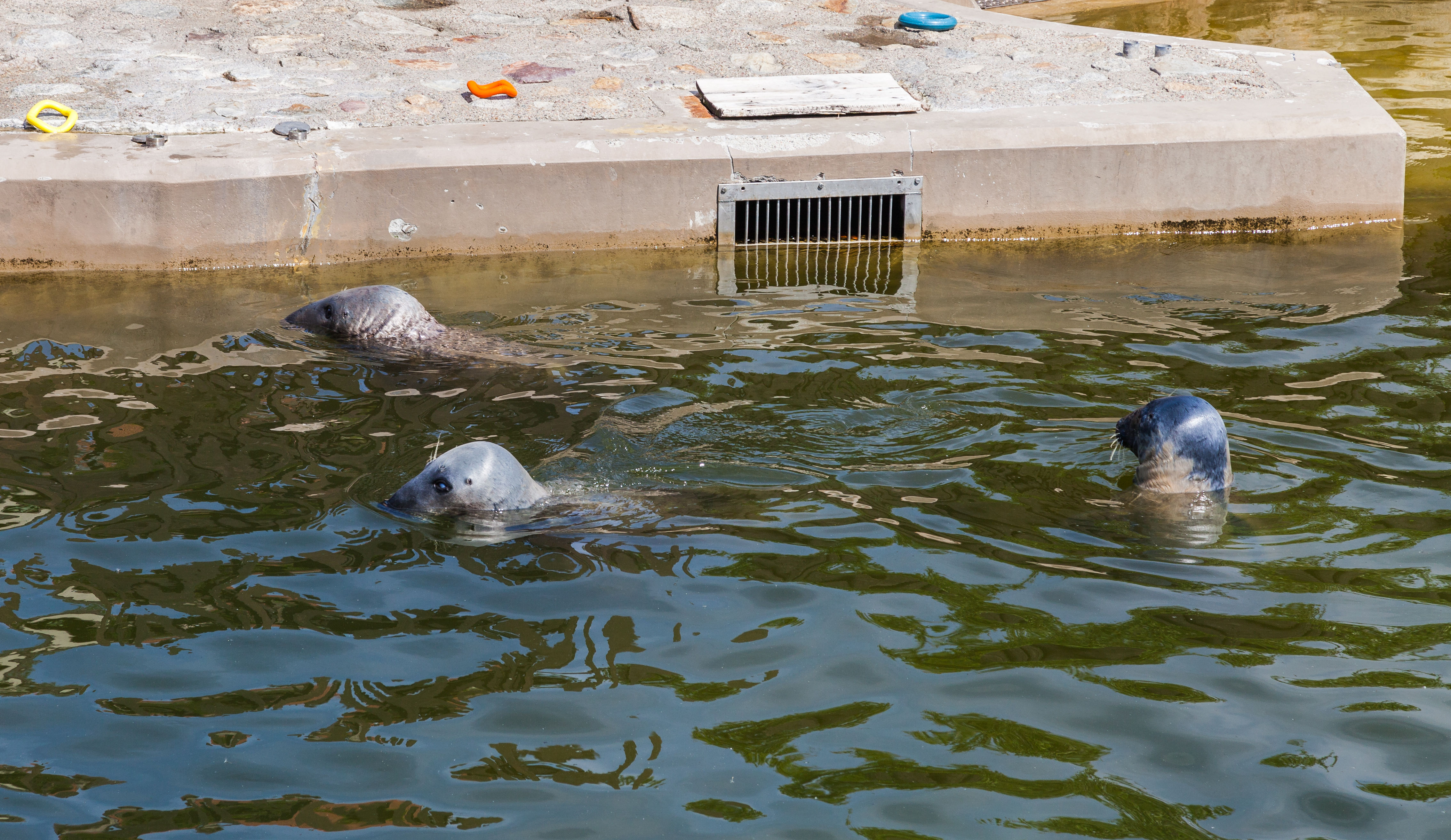 Focario de focas grises (Halichoerus grypus), Hel, Polonia, 2013-05-23, DD 03