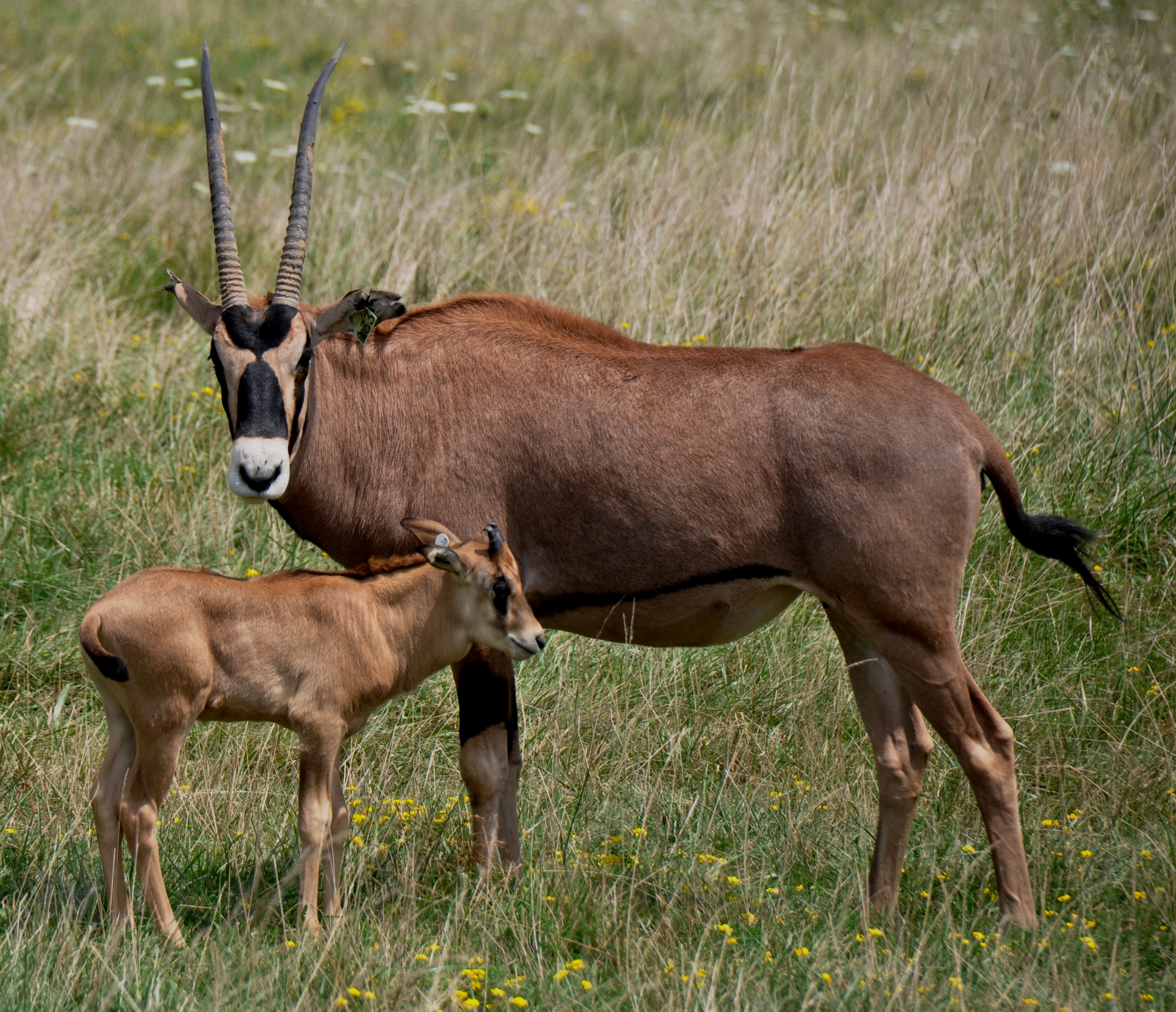 Fringe-eared Oryx 3