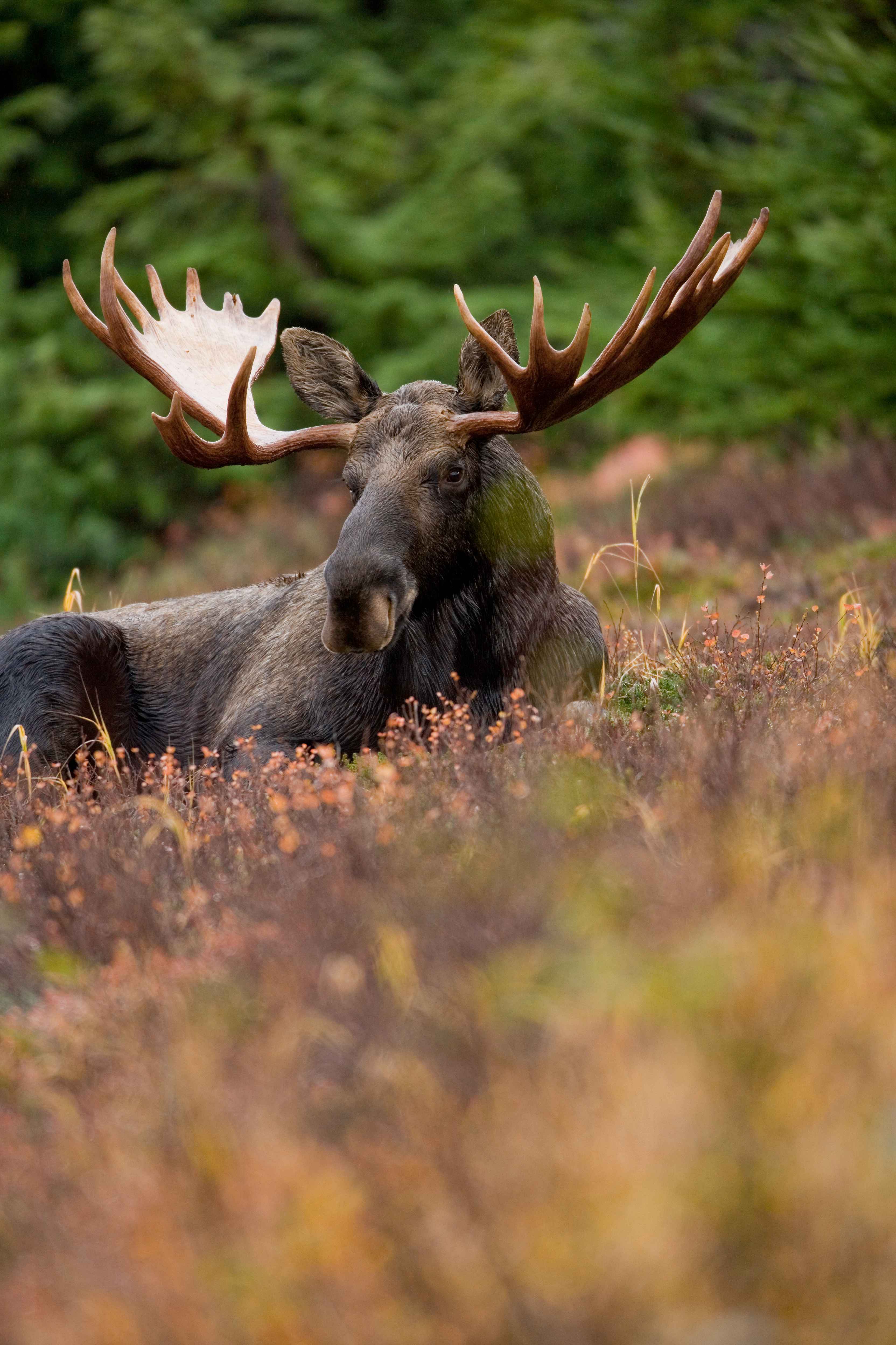 Frontal view of male moose animal resting in a field