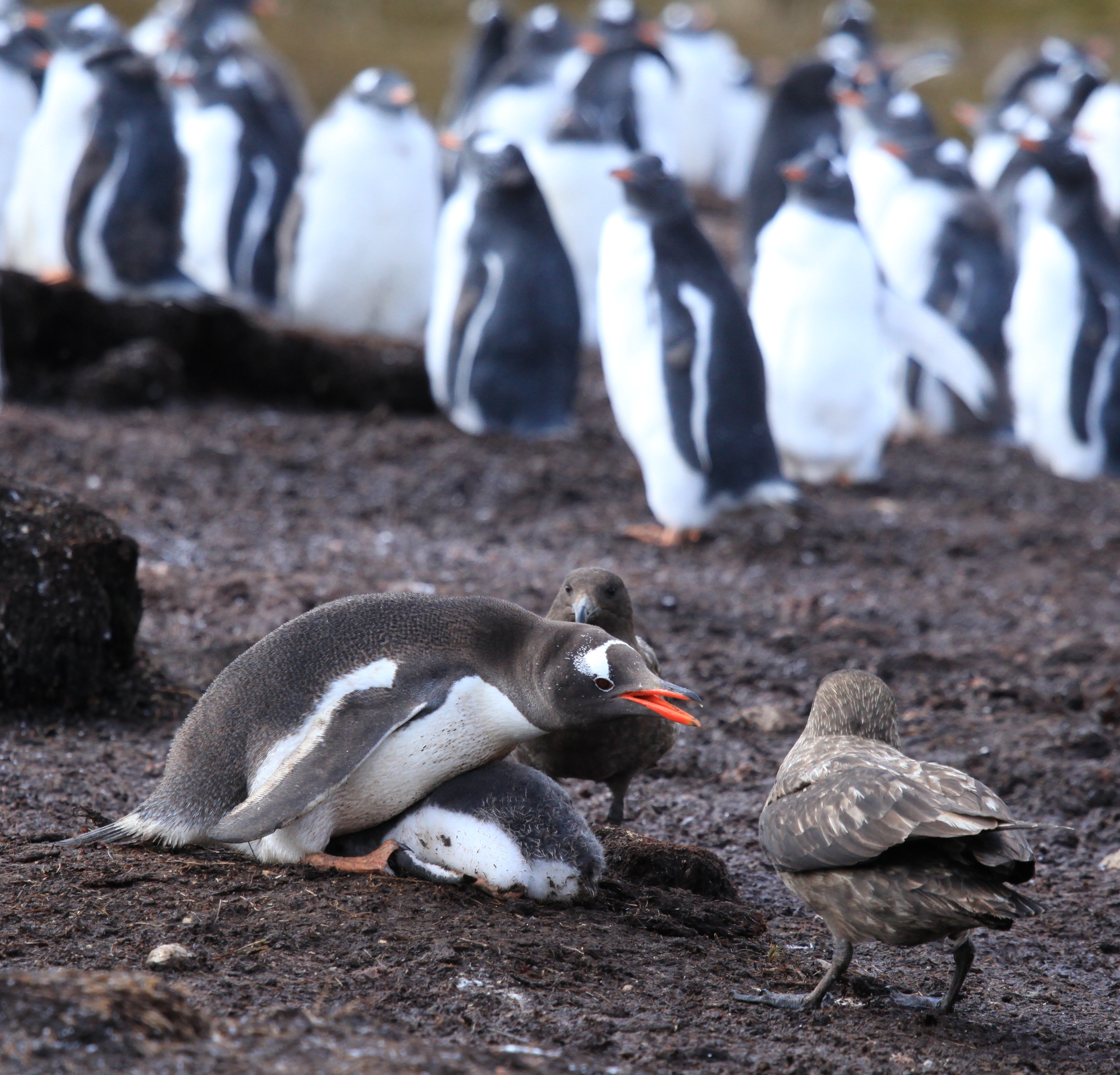 Gentoo Penguin guards its chick from Brown Skuas (5751201889)