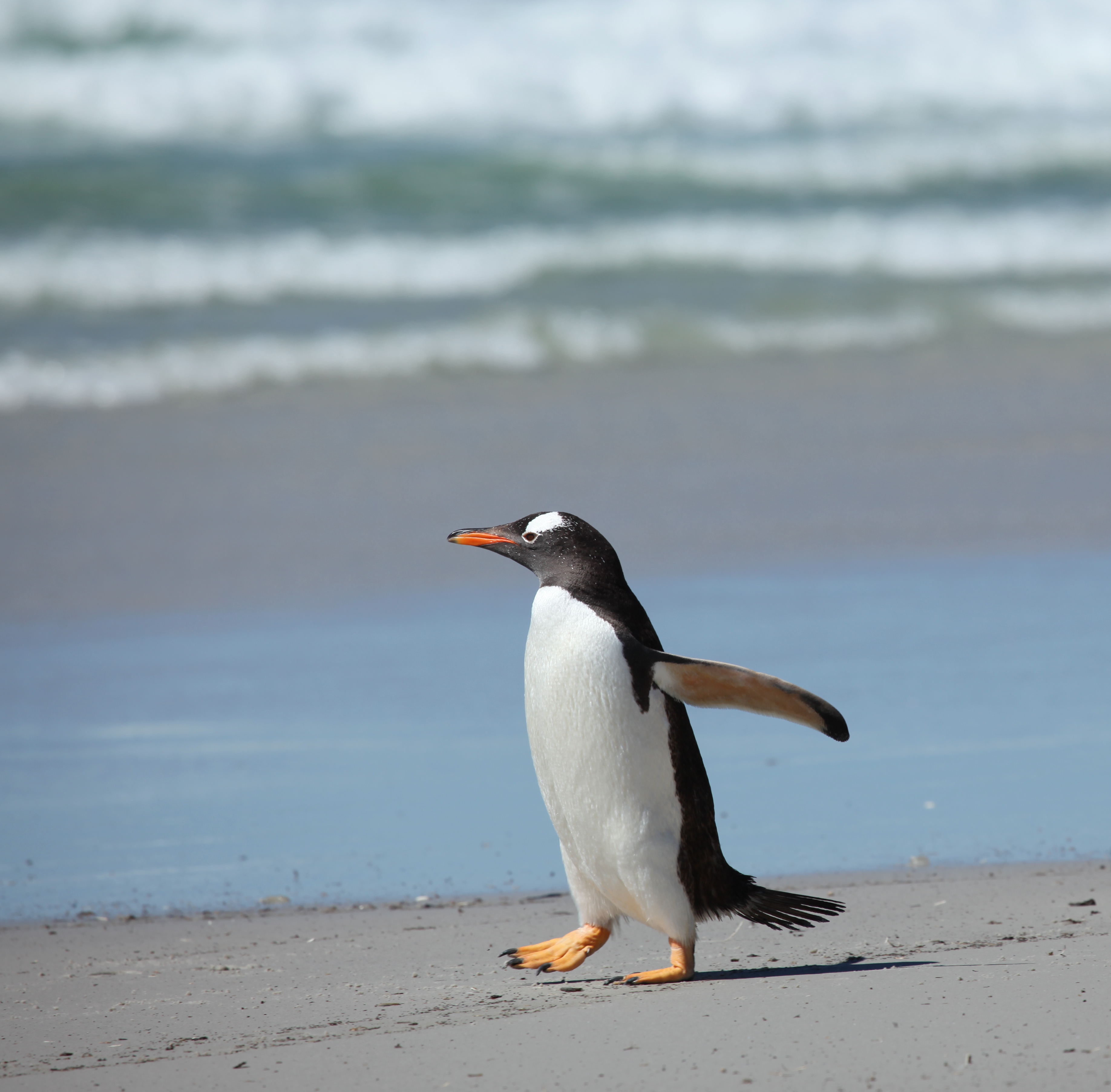 Gentoo Penguin walking along the beach (5561844297)