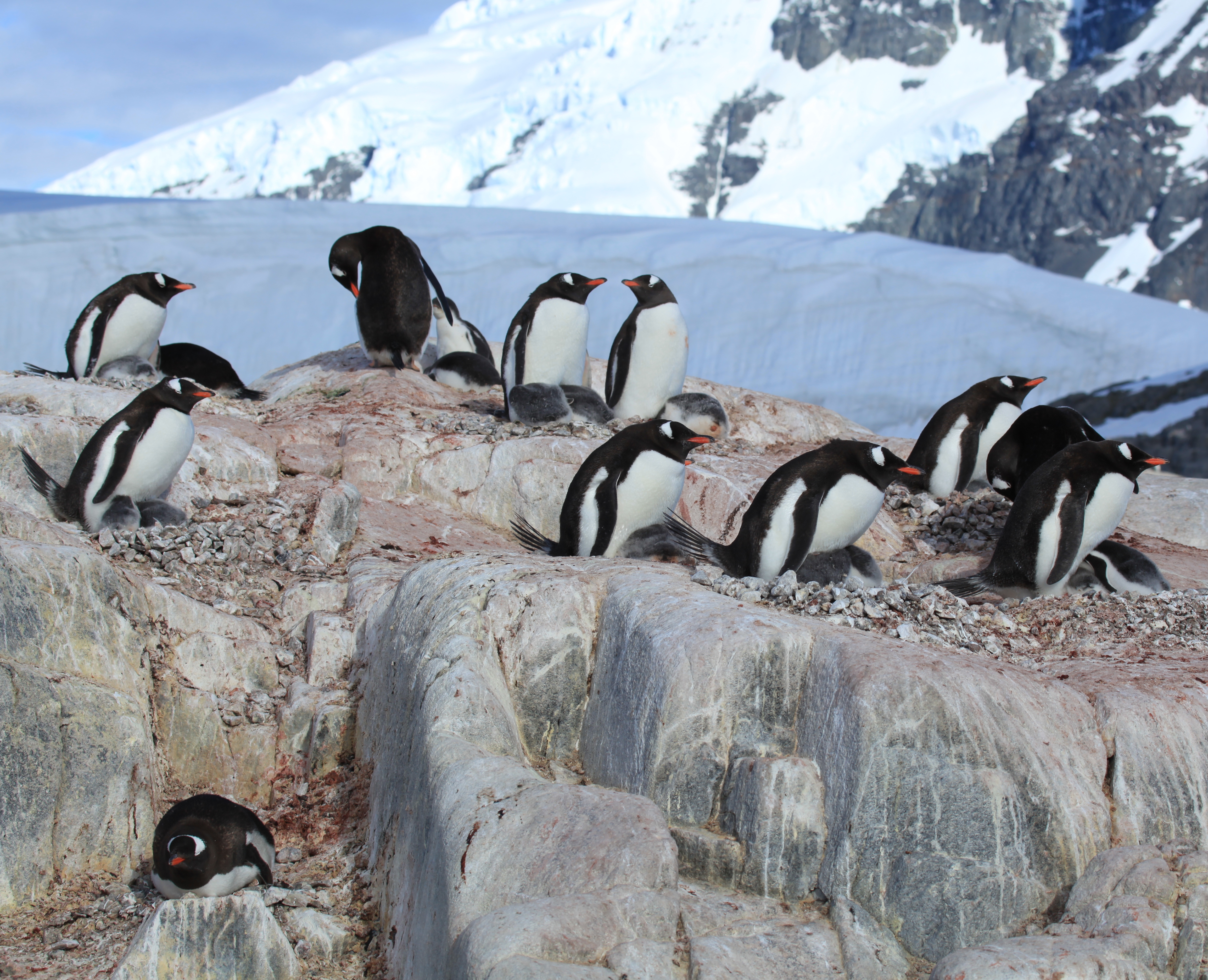 Gentoo Penguins with chicks at Jougla Point, Antarctica (6063640346)