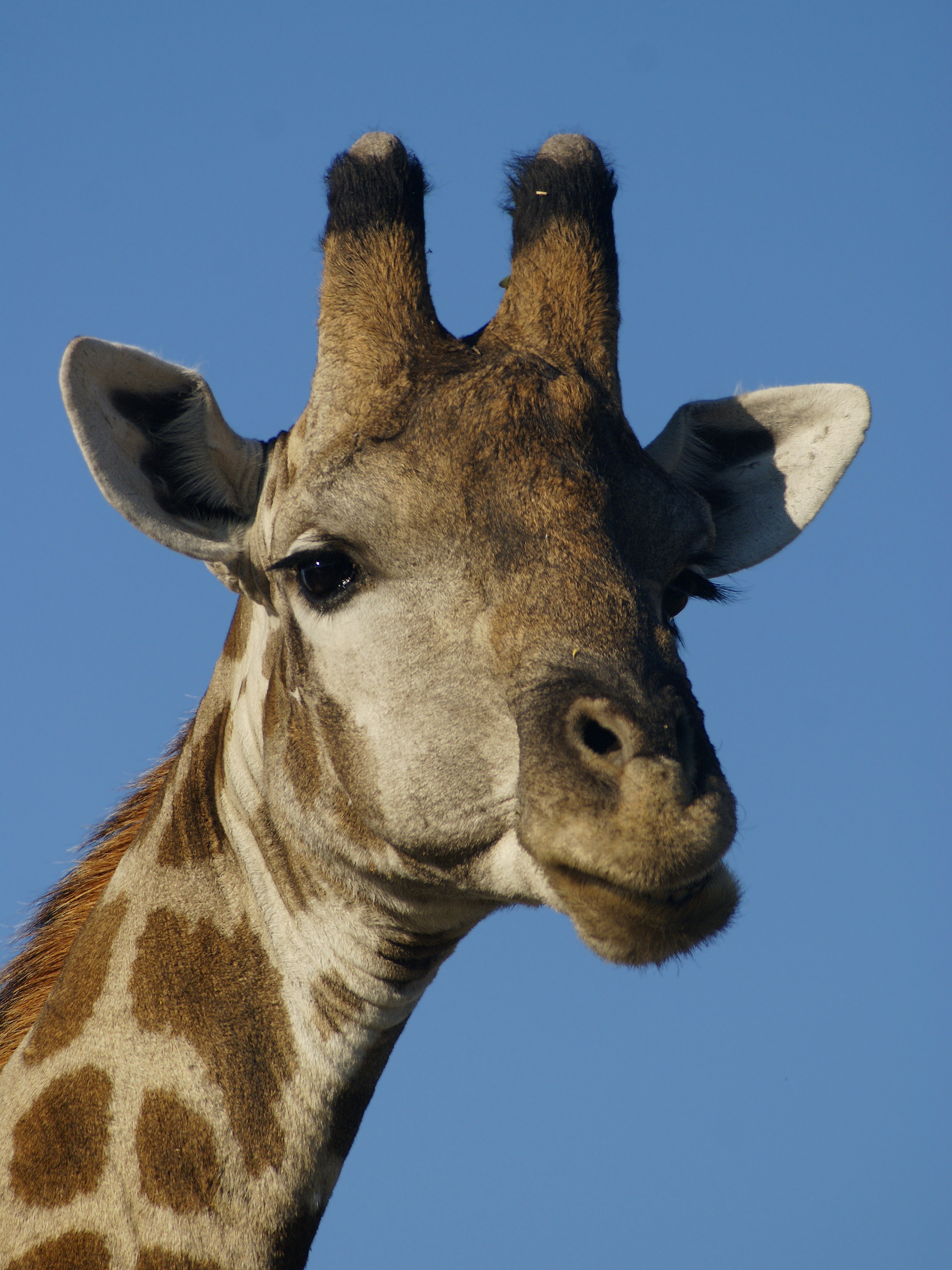 Giraffa camelopardalis angolensis (head)
