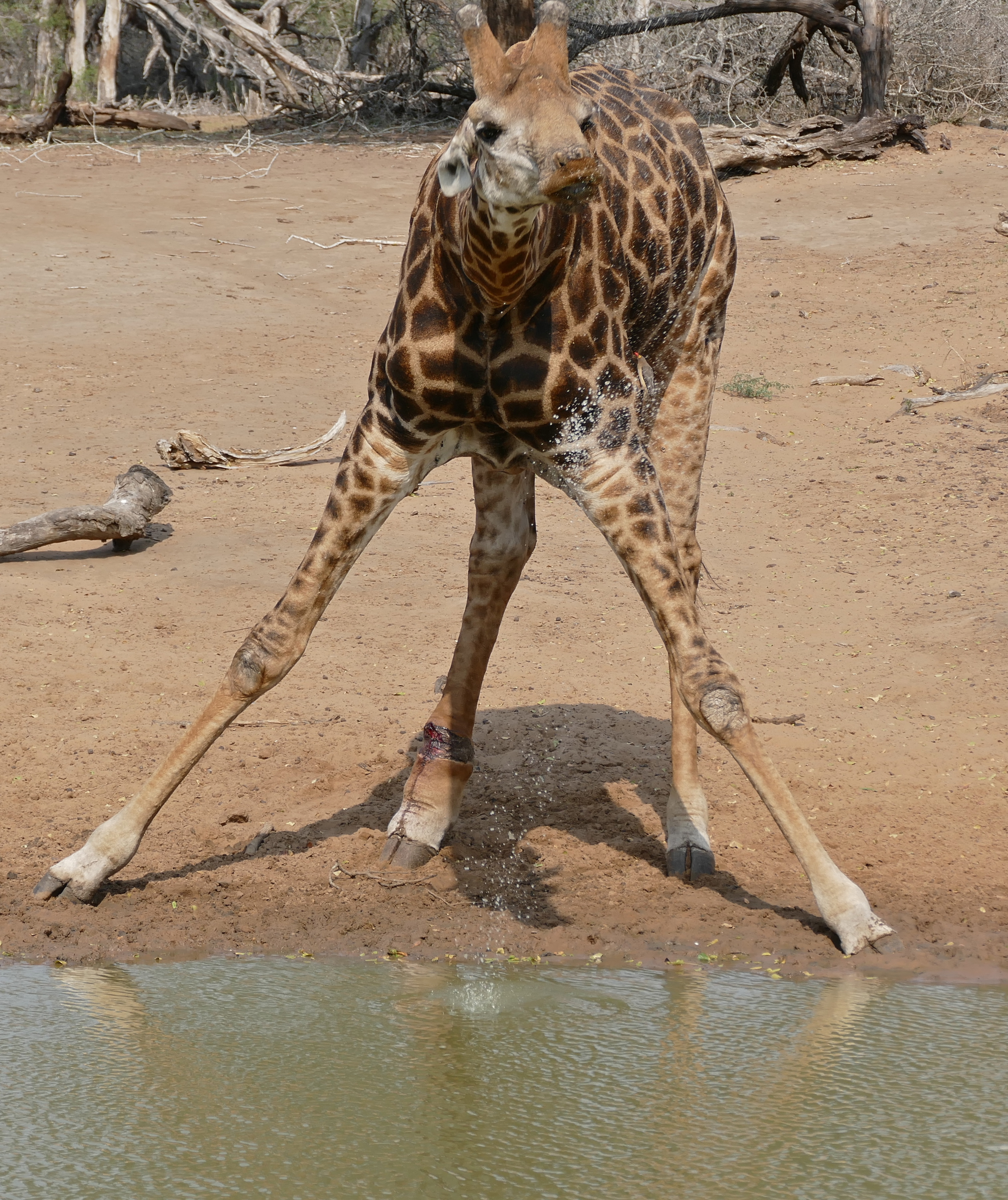 Giraffe (Giraffa camelopardalis) drinking ... (32164056415)