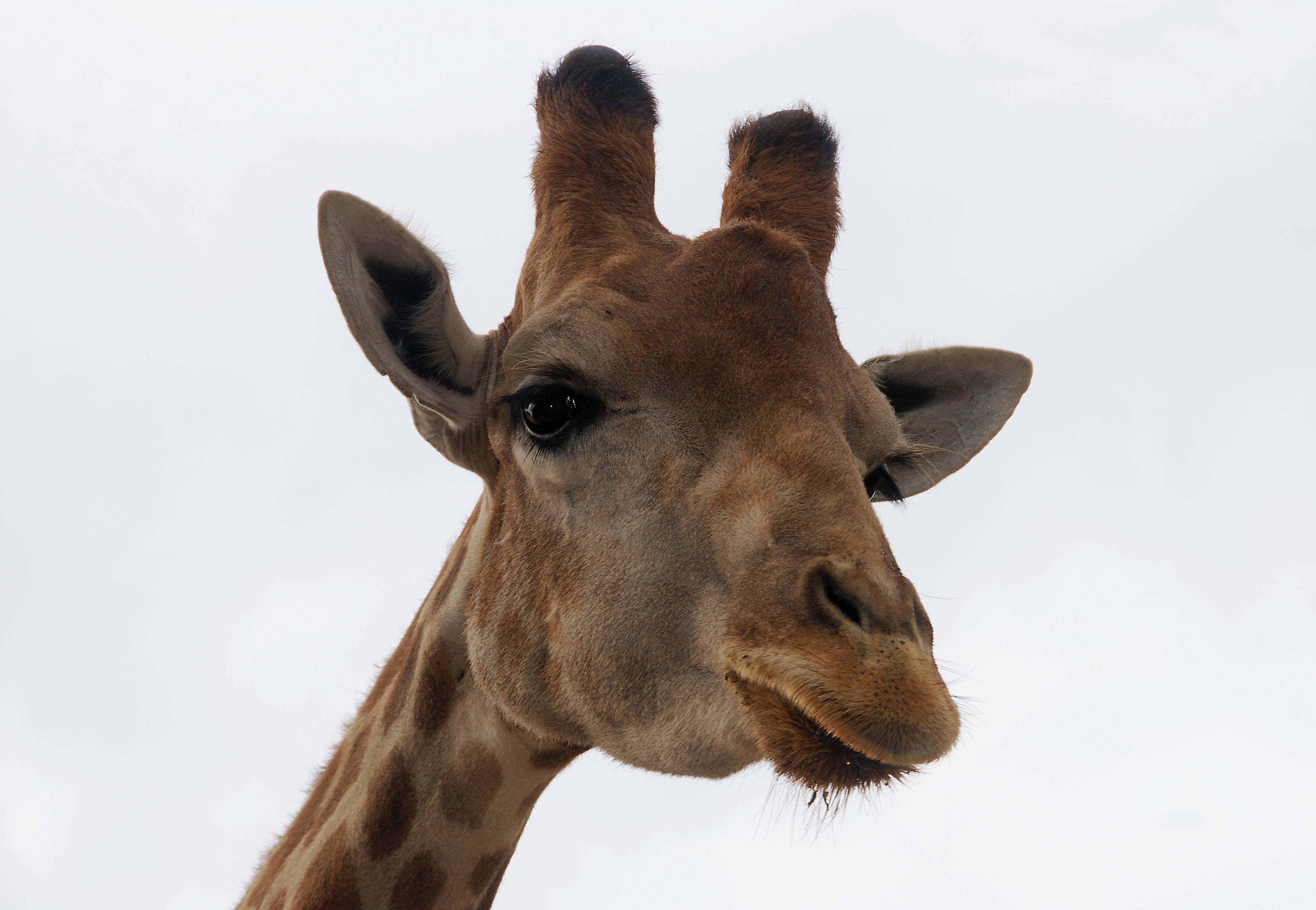 Giraffe July 2008-1