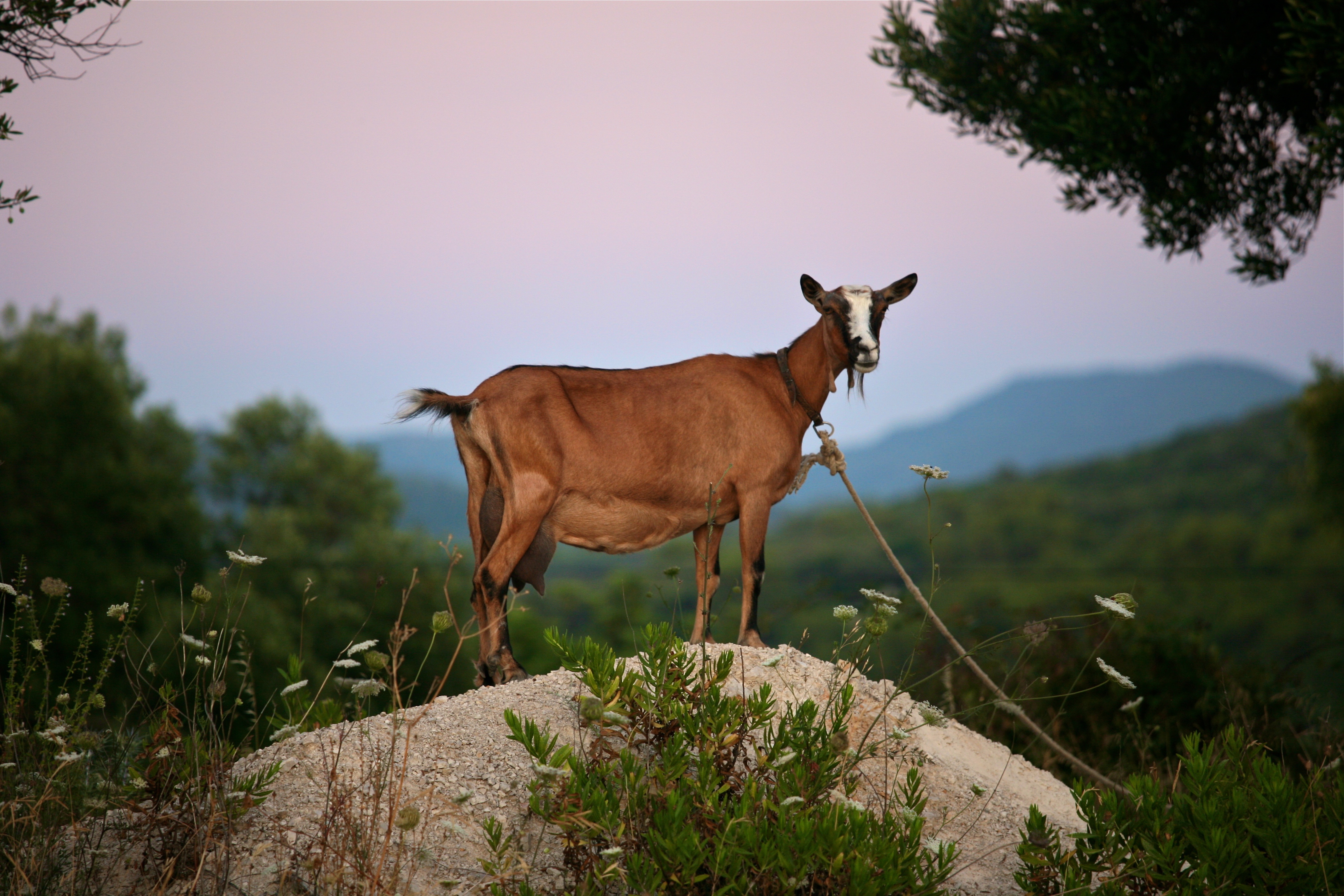 Goat on the Rock (5969671280)