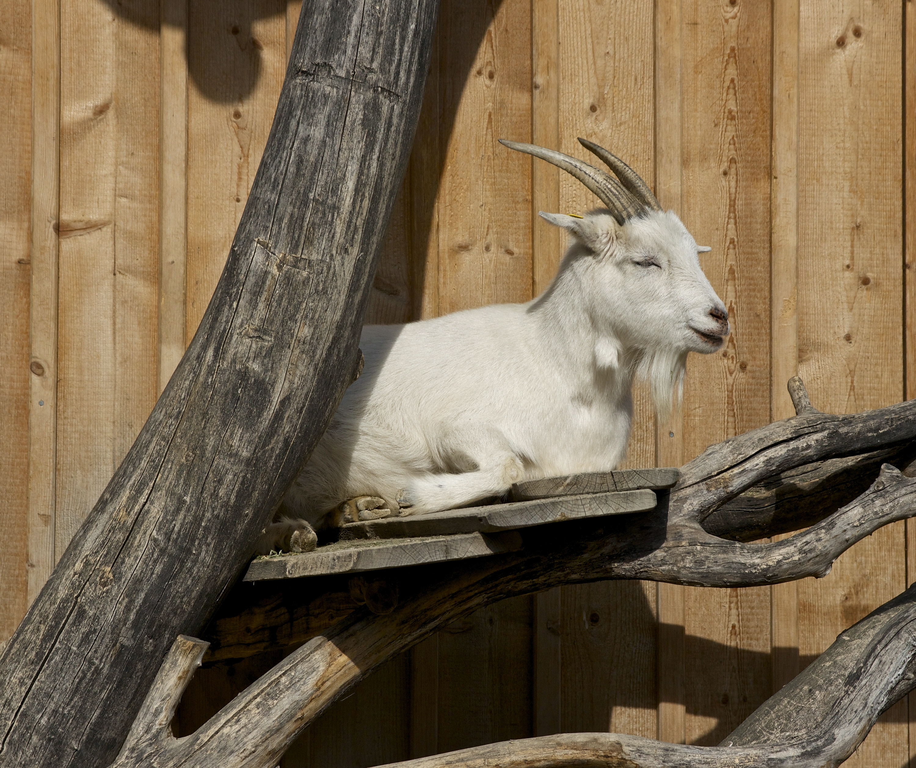 Goat zoo Schönbrunn