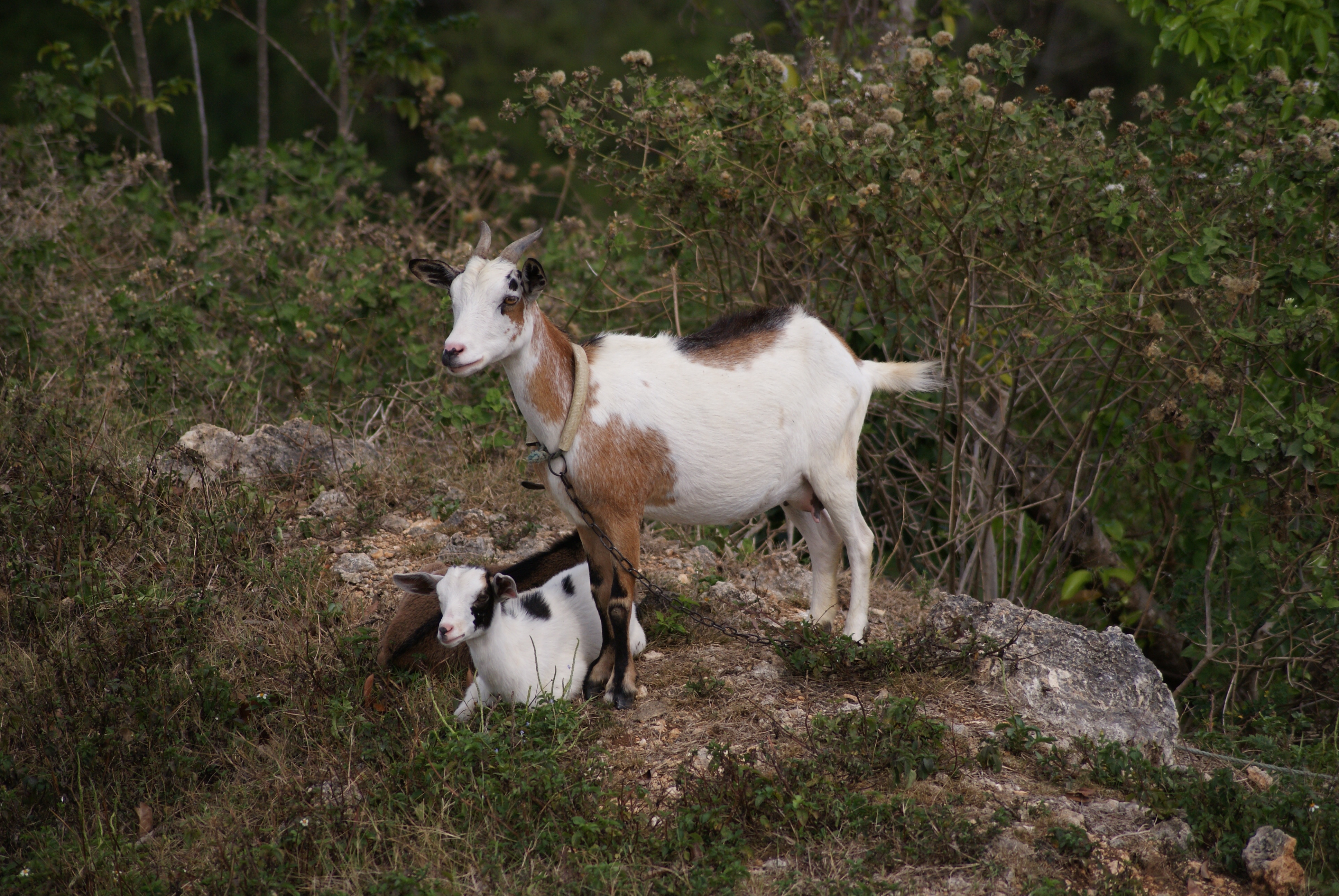 Goats Lamarre 2010-03-28