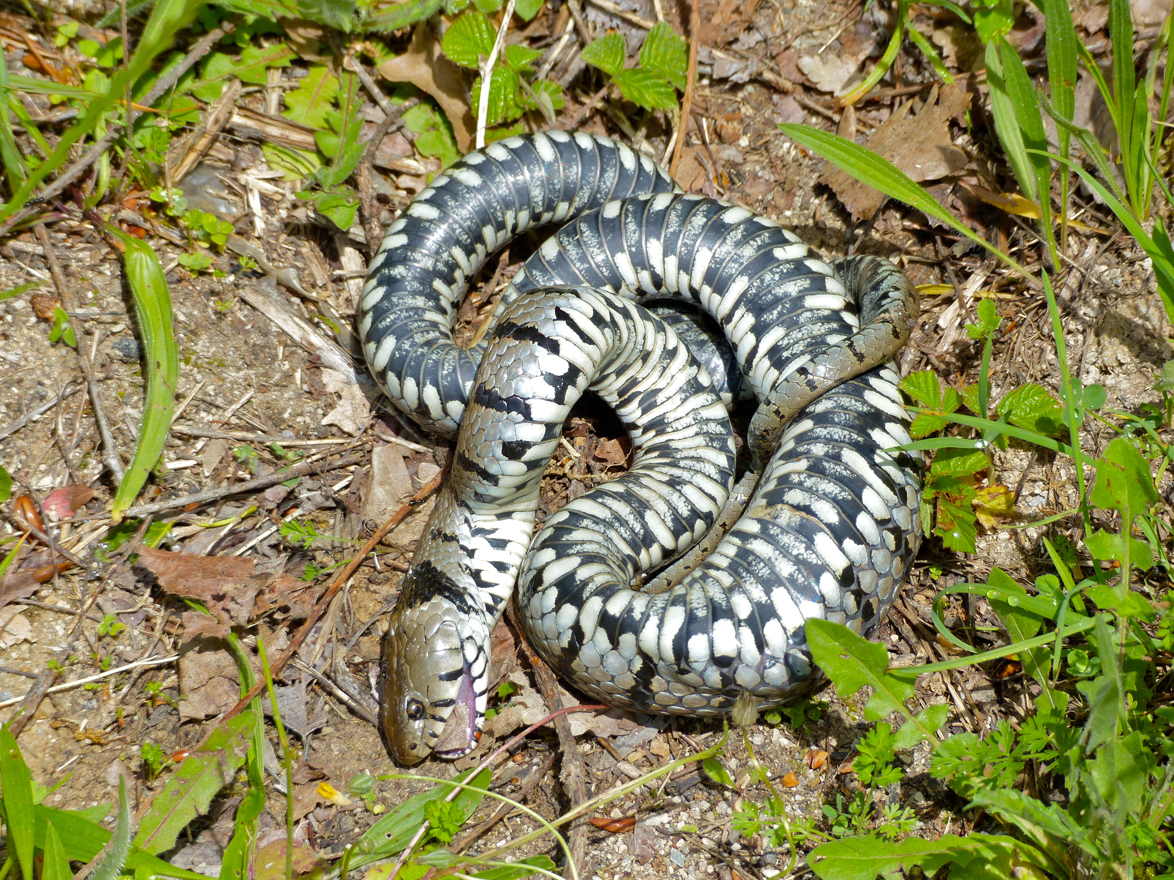 Grass Snake (Natrix natrix helvetica) playing dead (13991854787)