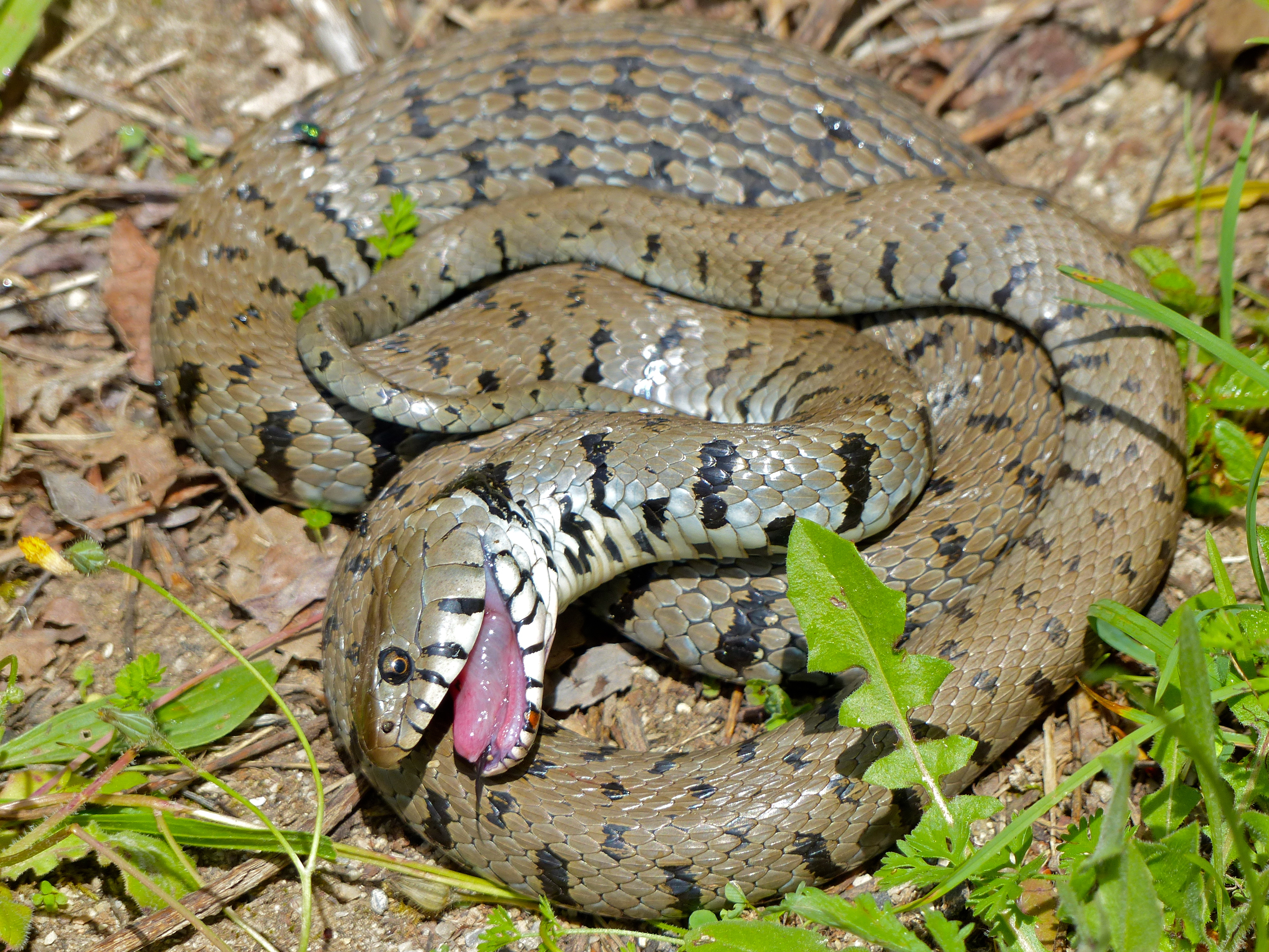 Grass Snake (Natrix natrix helvetica) playing dead (14178349634)
