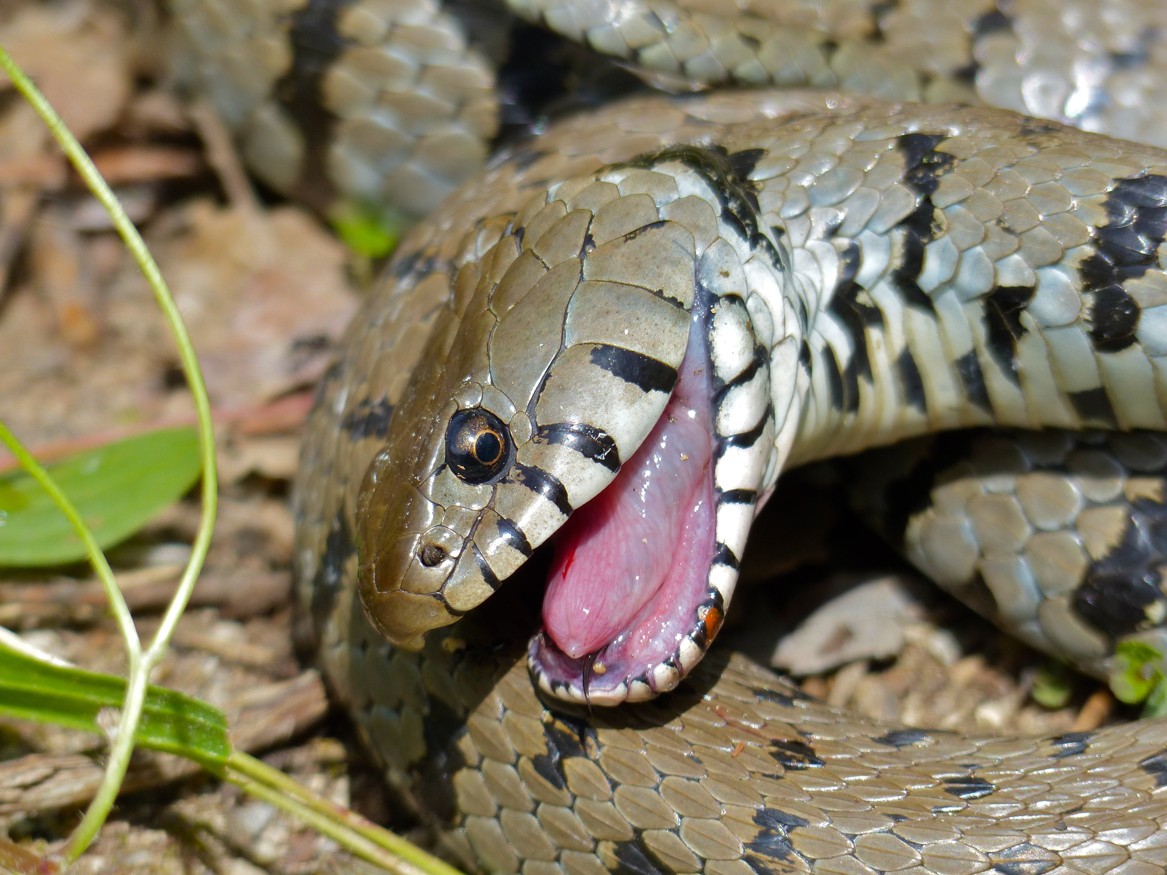 Grass Snake (Natrix natrix helvetica) playing dead close-up (14175768372)