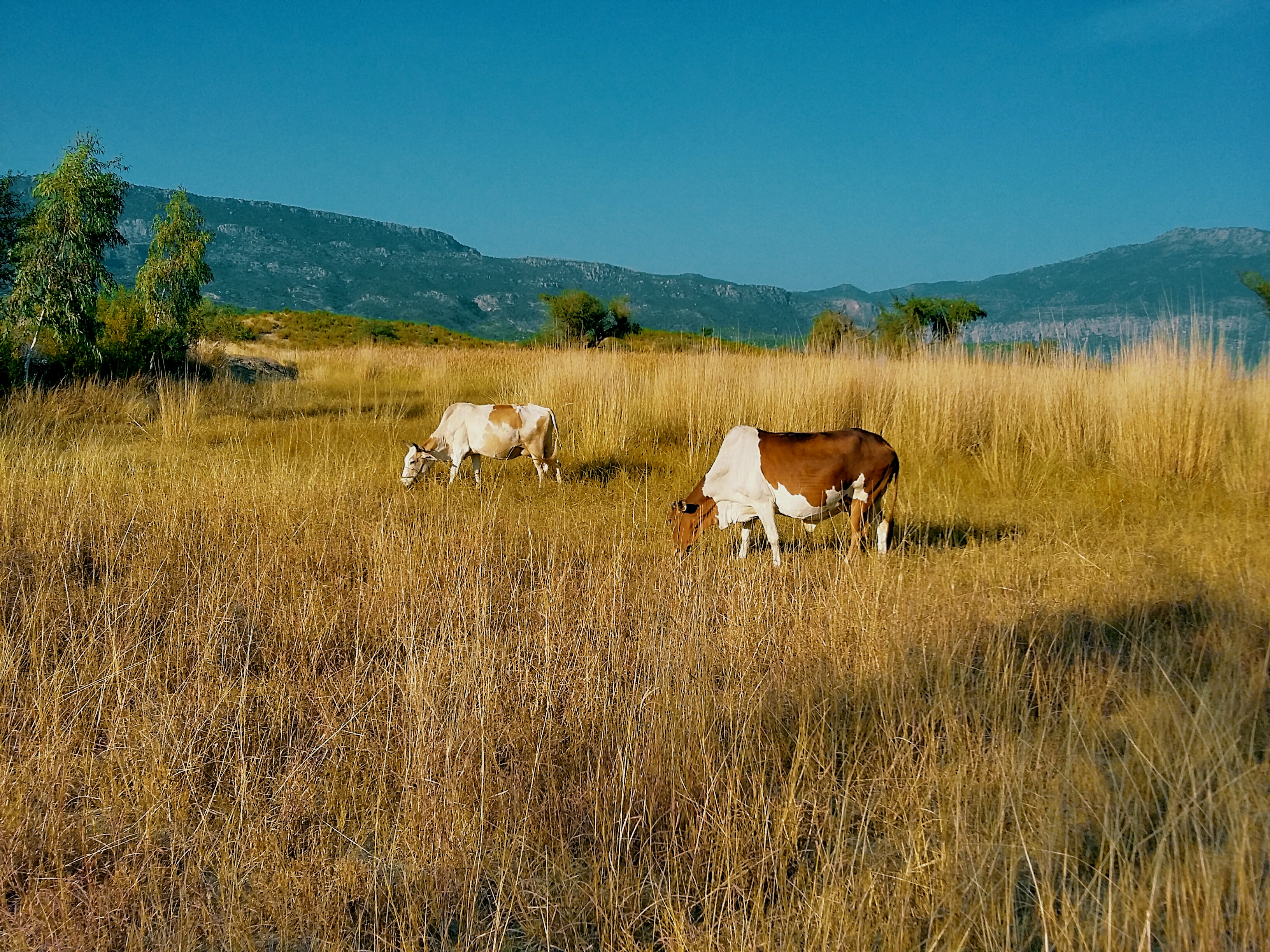 Grazing cows in jungle