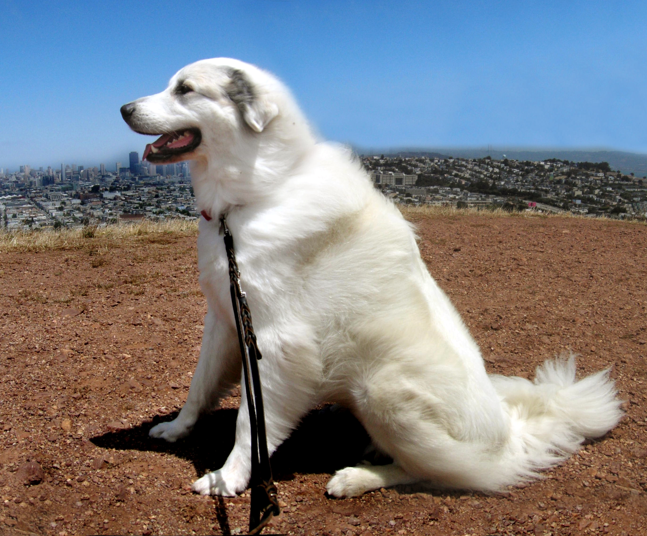 Great Pyrenees sitting