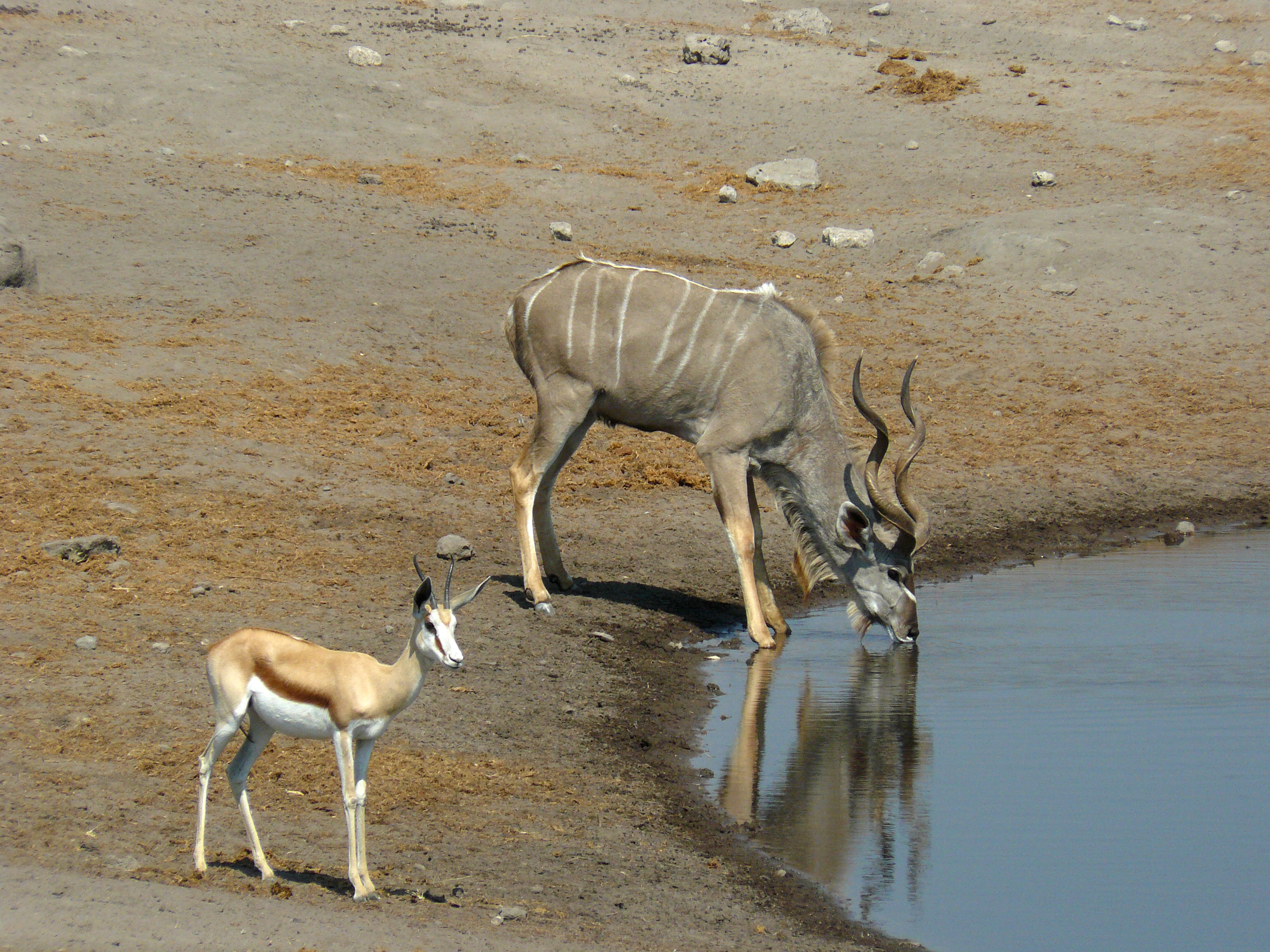 Greater Kudu and Springbok, Etosha National Park, Namibia