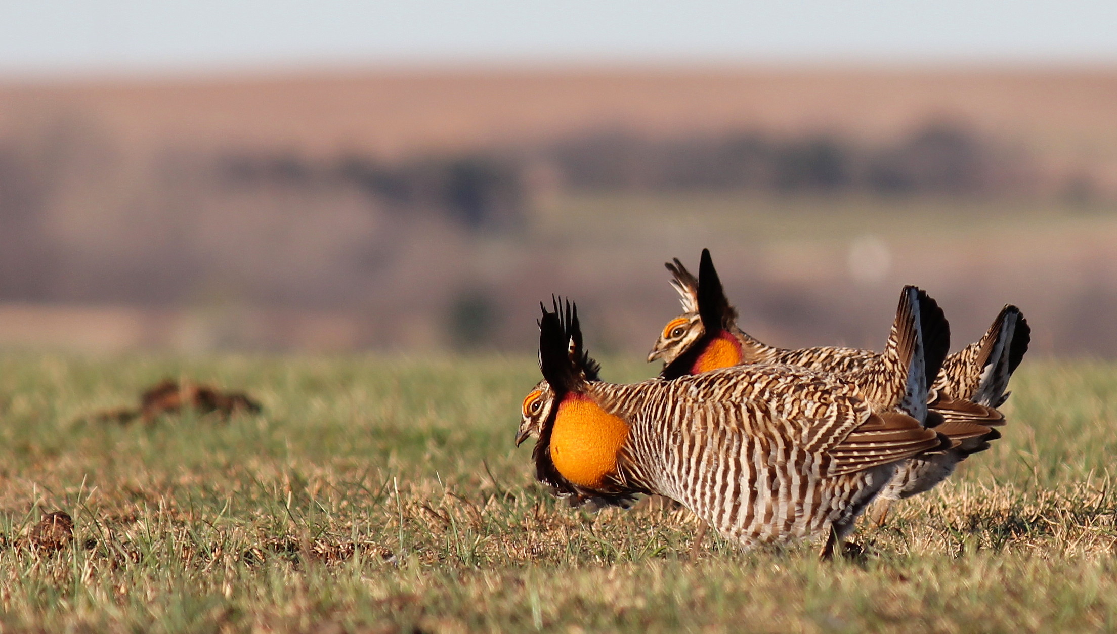 Greater Prairie-Chickens in the Flint Hills (7469130742)