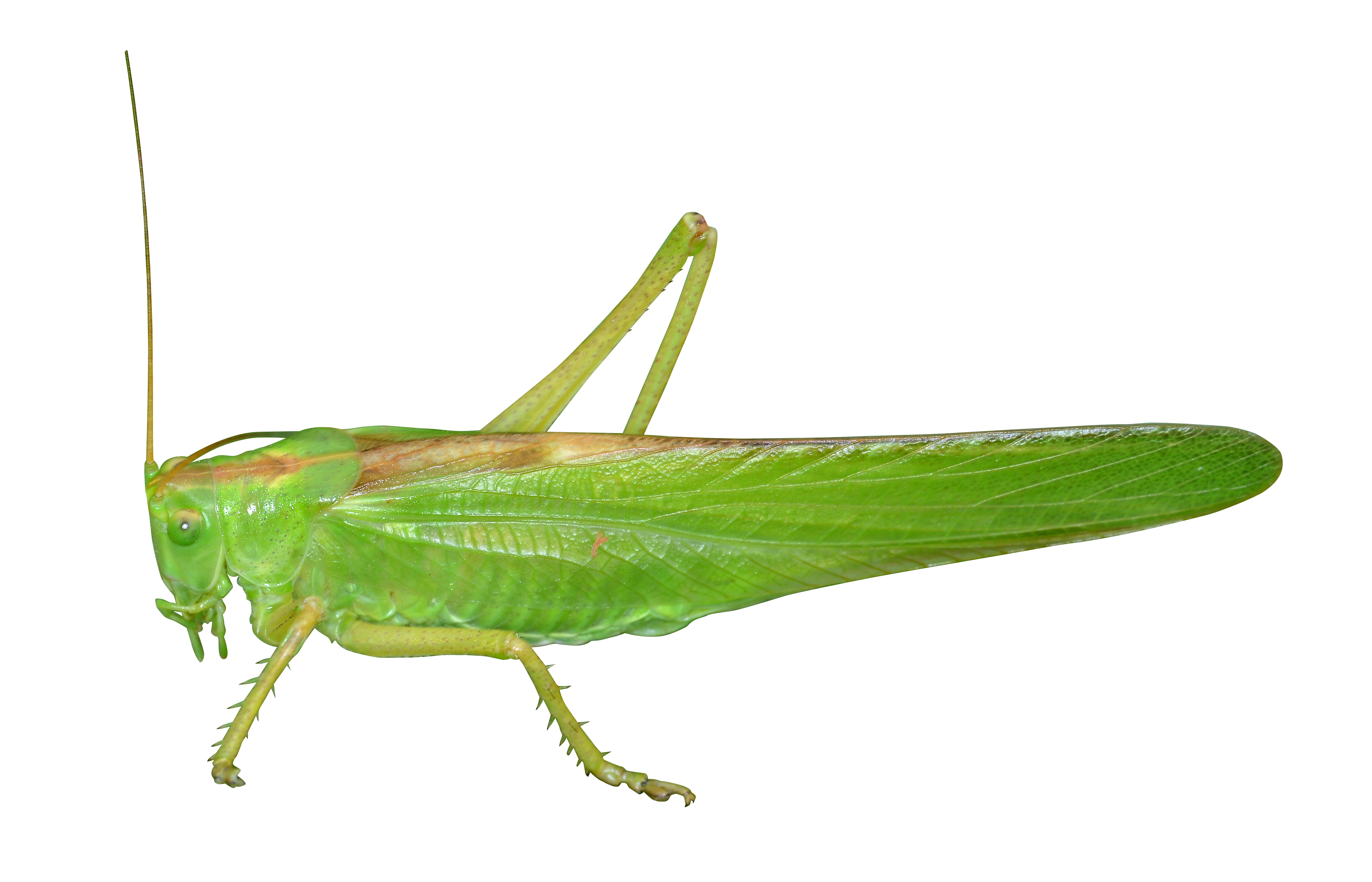 Green grashopper on white background