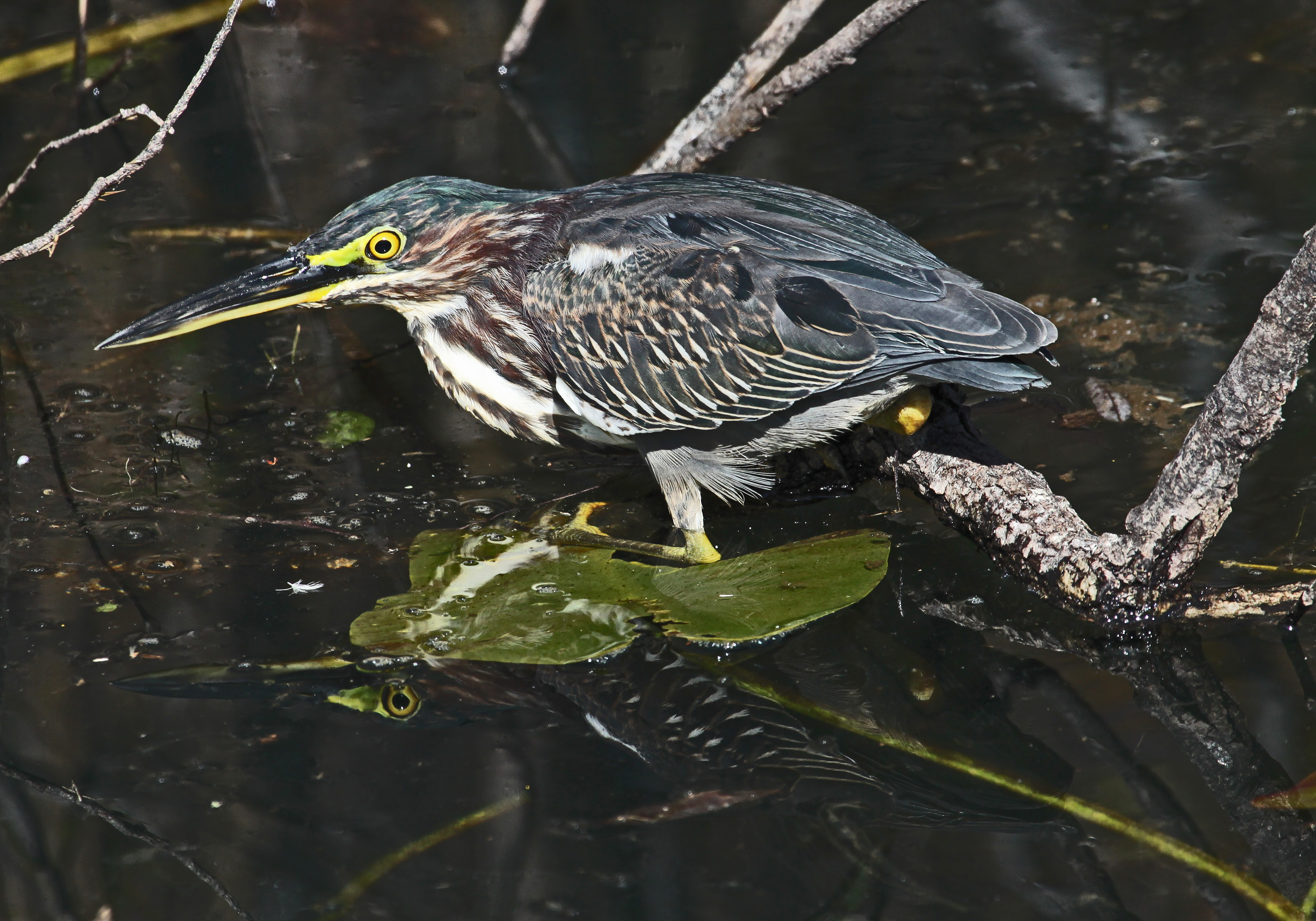 Green Heron, Everglades National Park, Florida