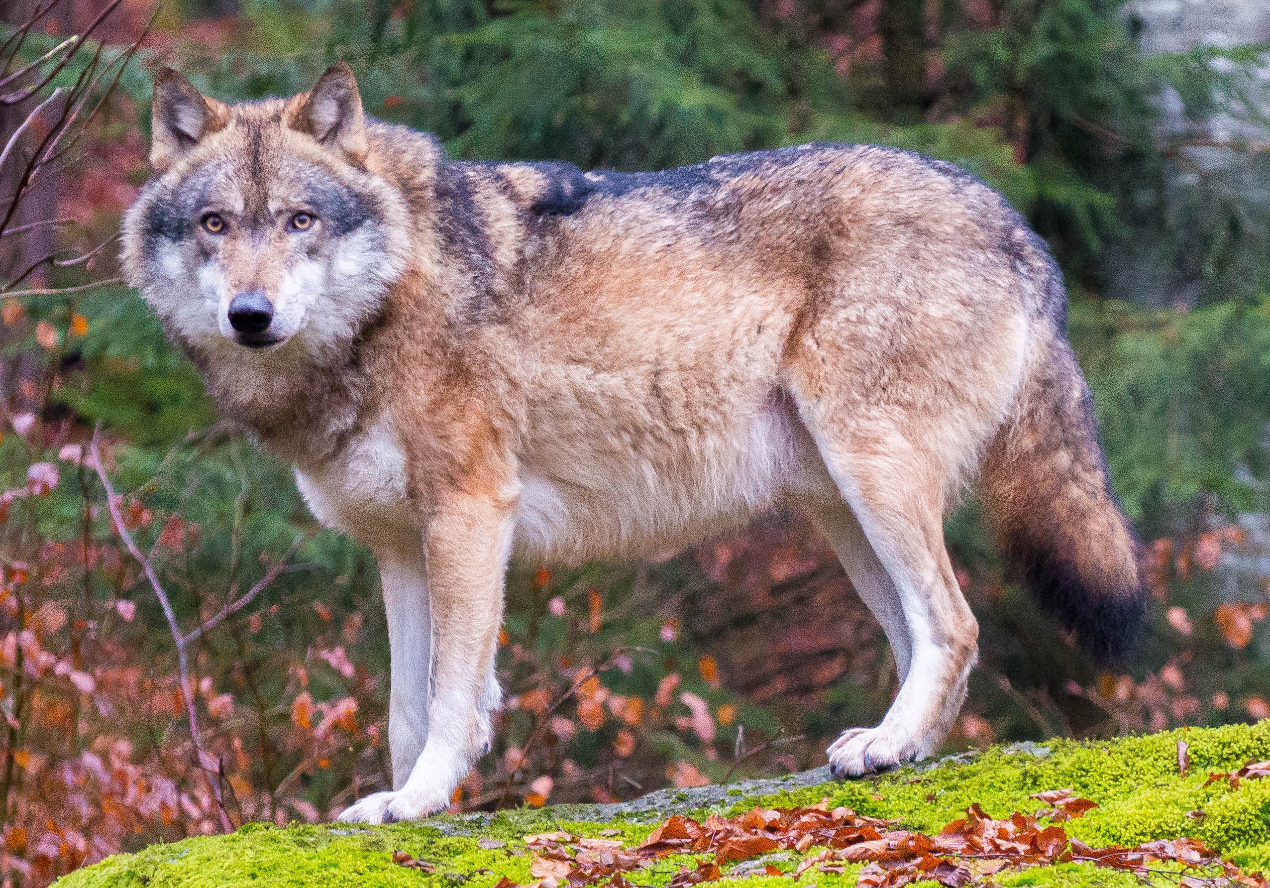 Grey wolves in Bavarian Forest National Park (cropped)