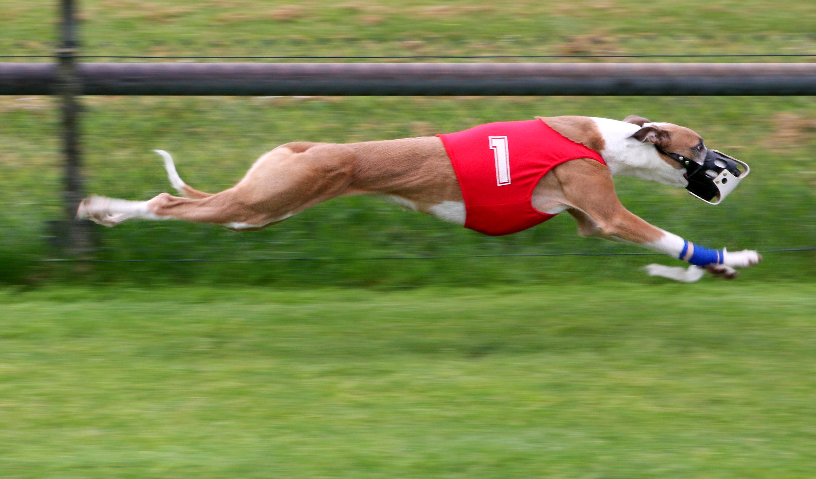 Greyhound Racing amk
