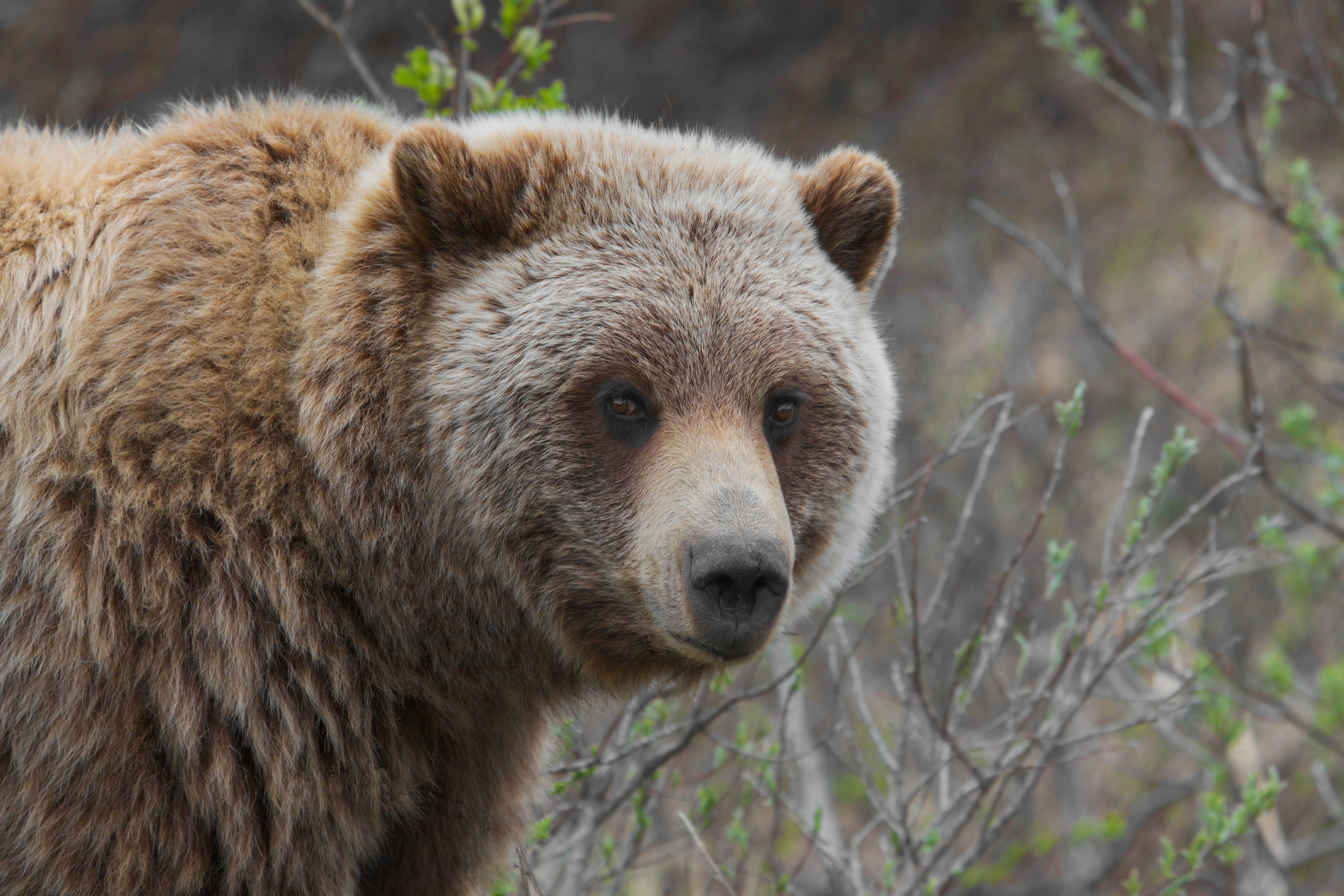 Grizzly Bear (Ursus arctos ssp.)