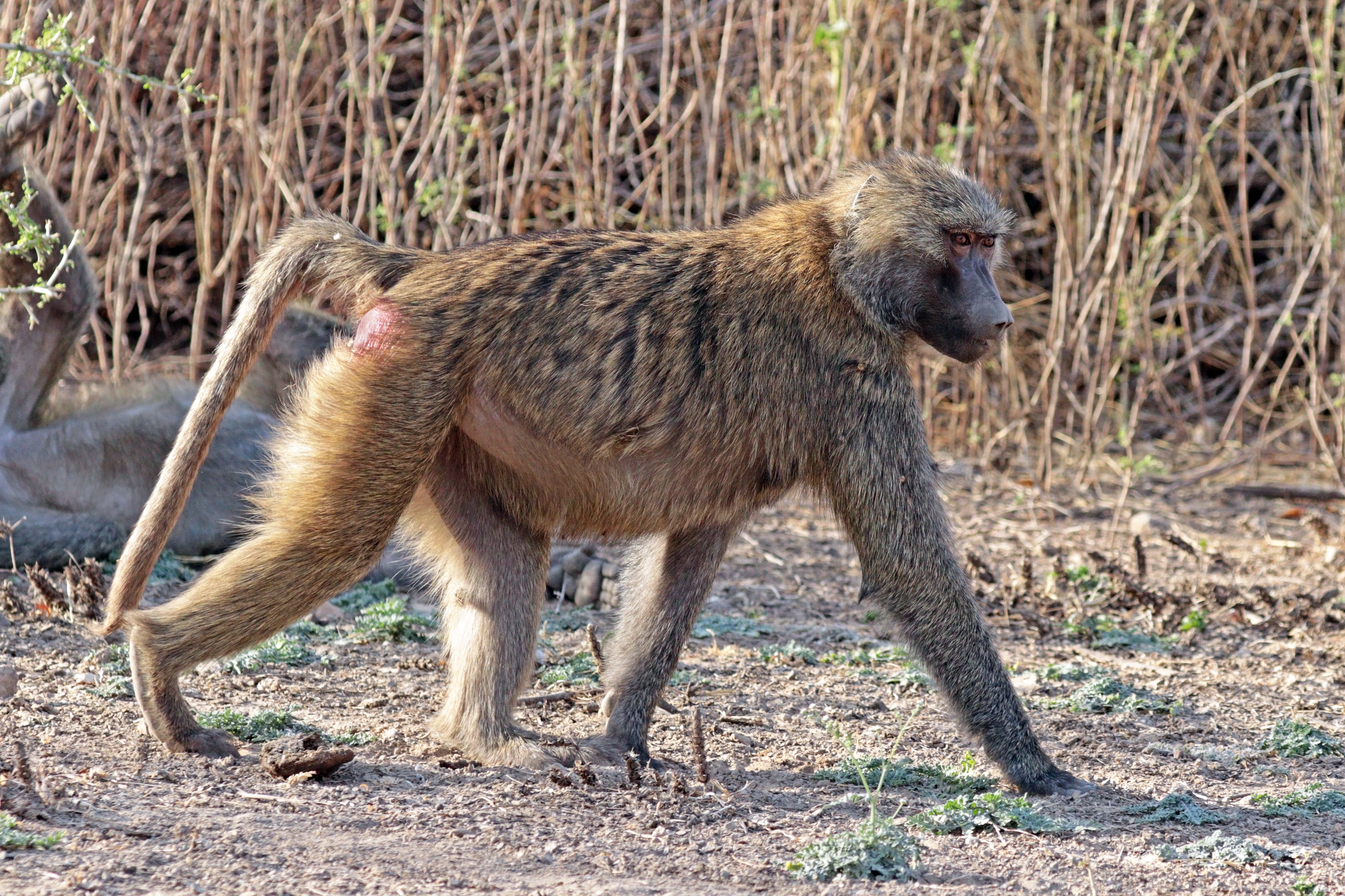 Hamadryas baboon (Papio hamadryas) female