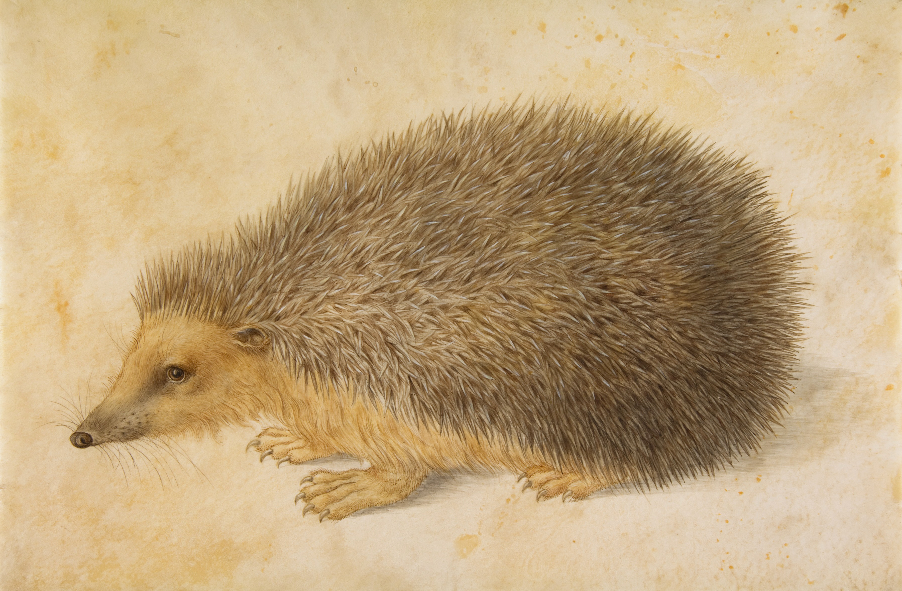 Hans Hoffmann - Hedgehog