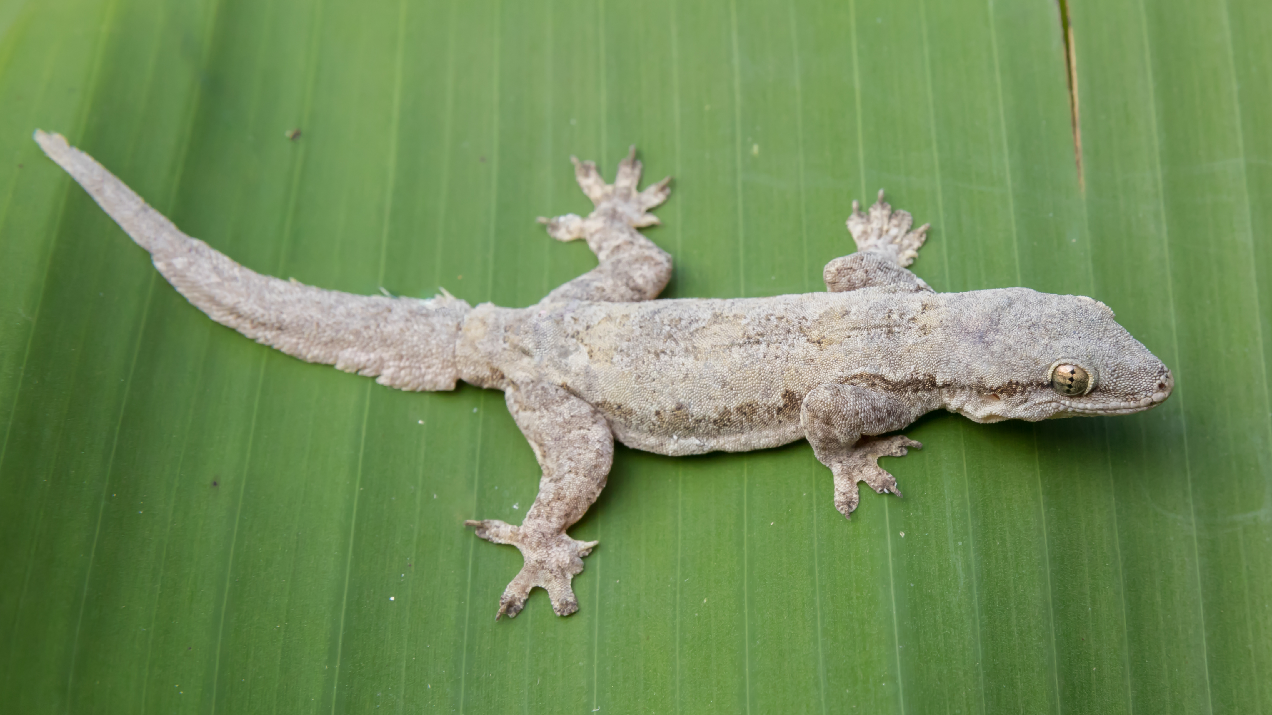 Hemidactylus frenatus (Common House Gecko)