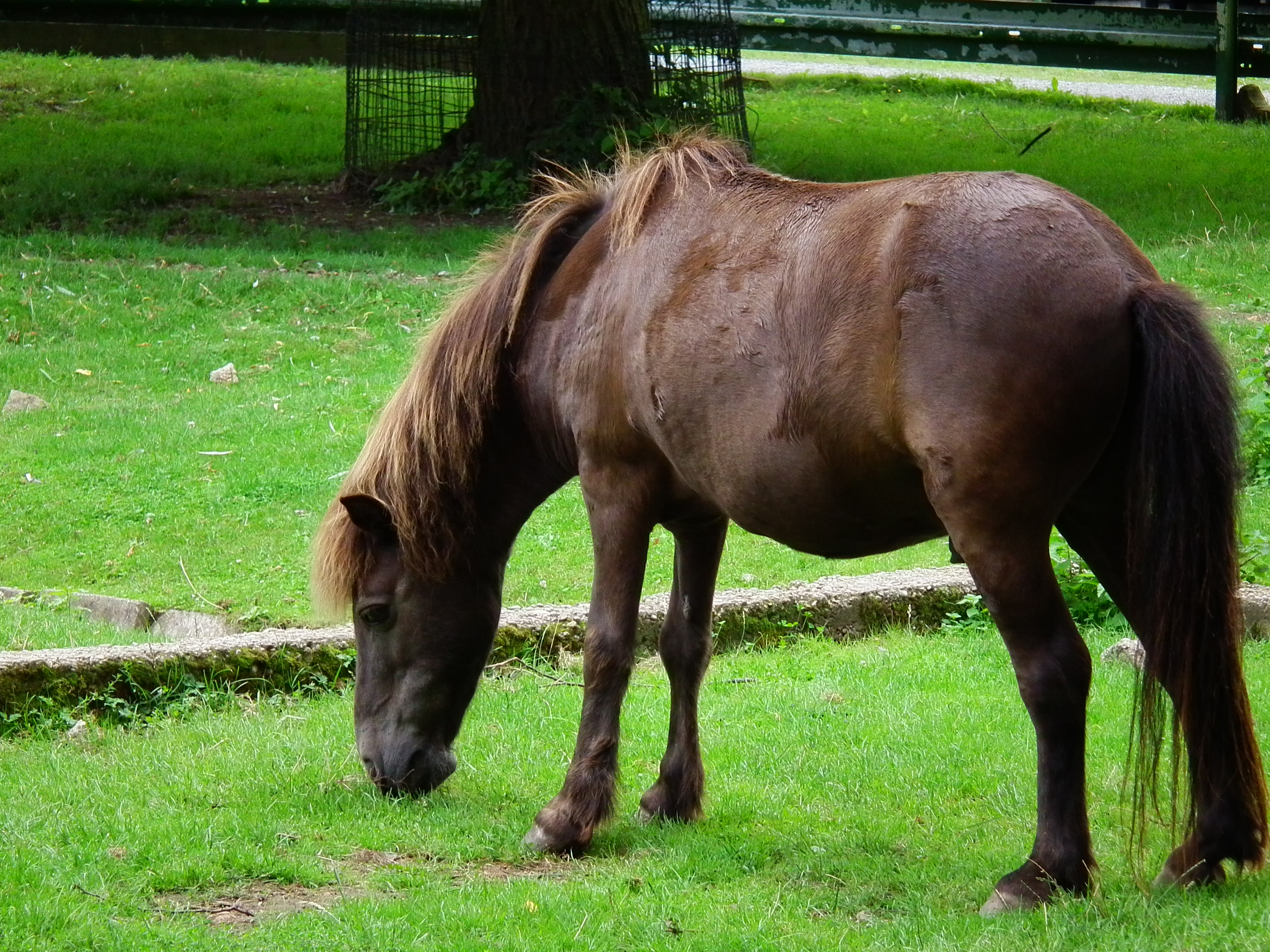 Hengst Shetland-Pony