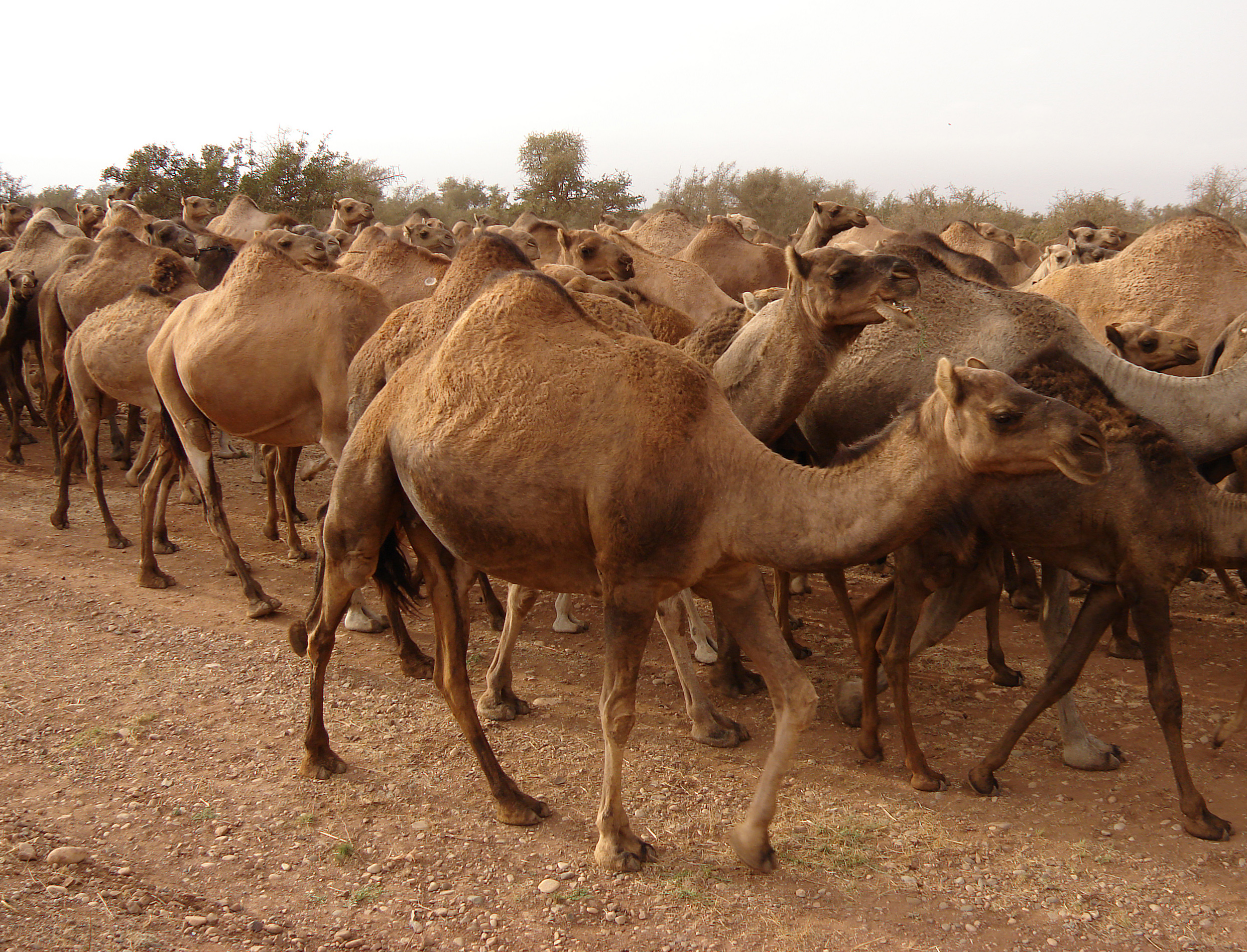 Herd of dromedaries, Marocco