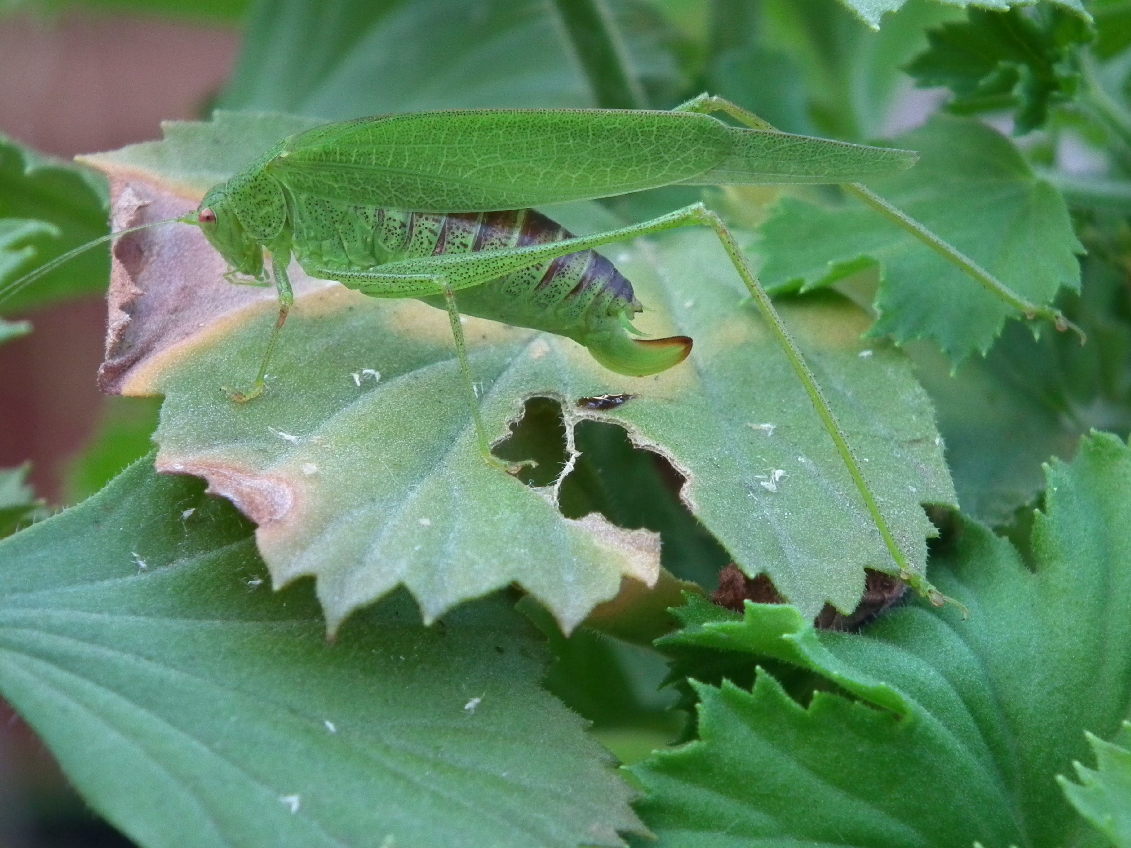 Heupferdähnliches Insekt auf Geranie 2011
