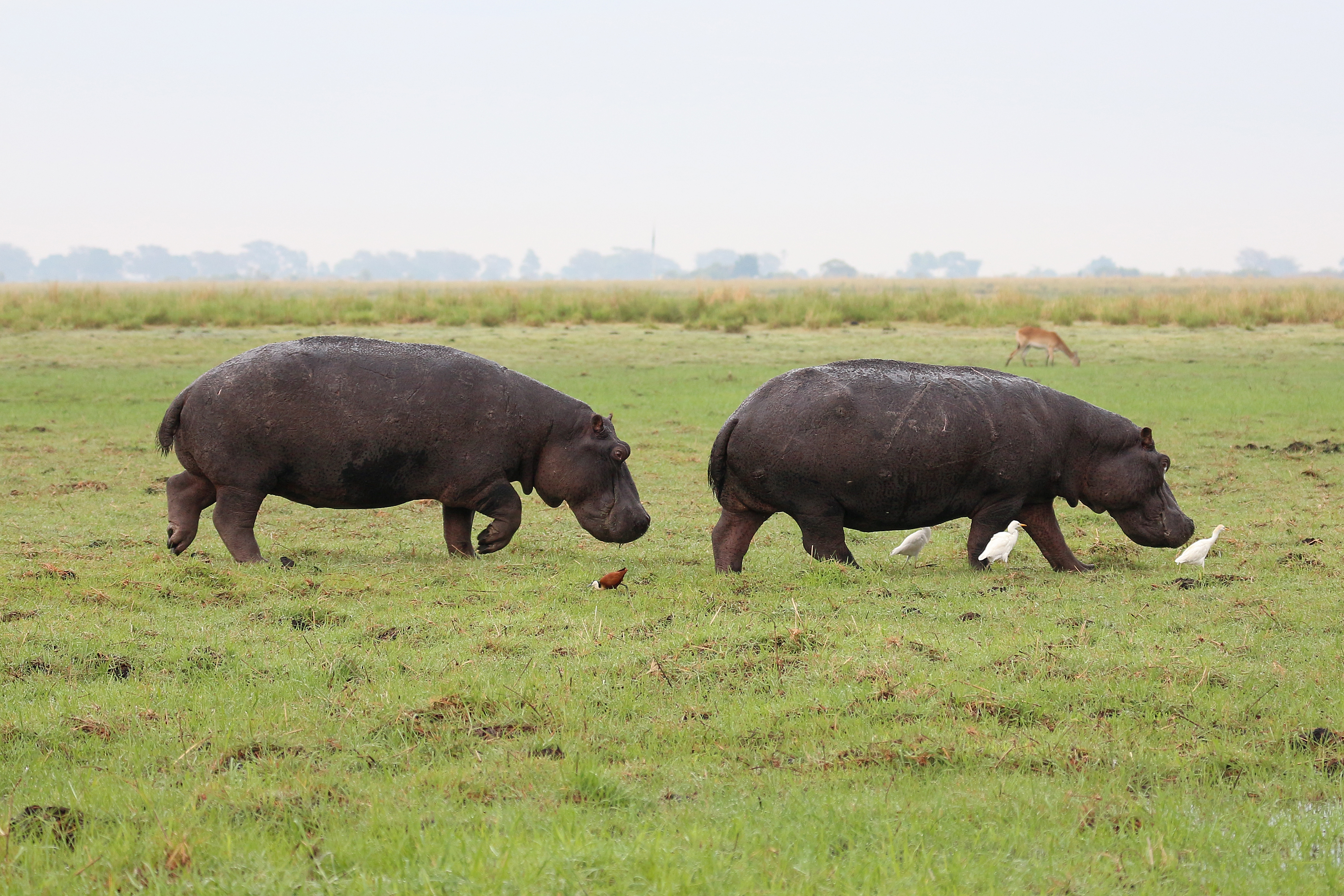 Hippopotamus in Chobe National Park 05