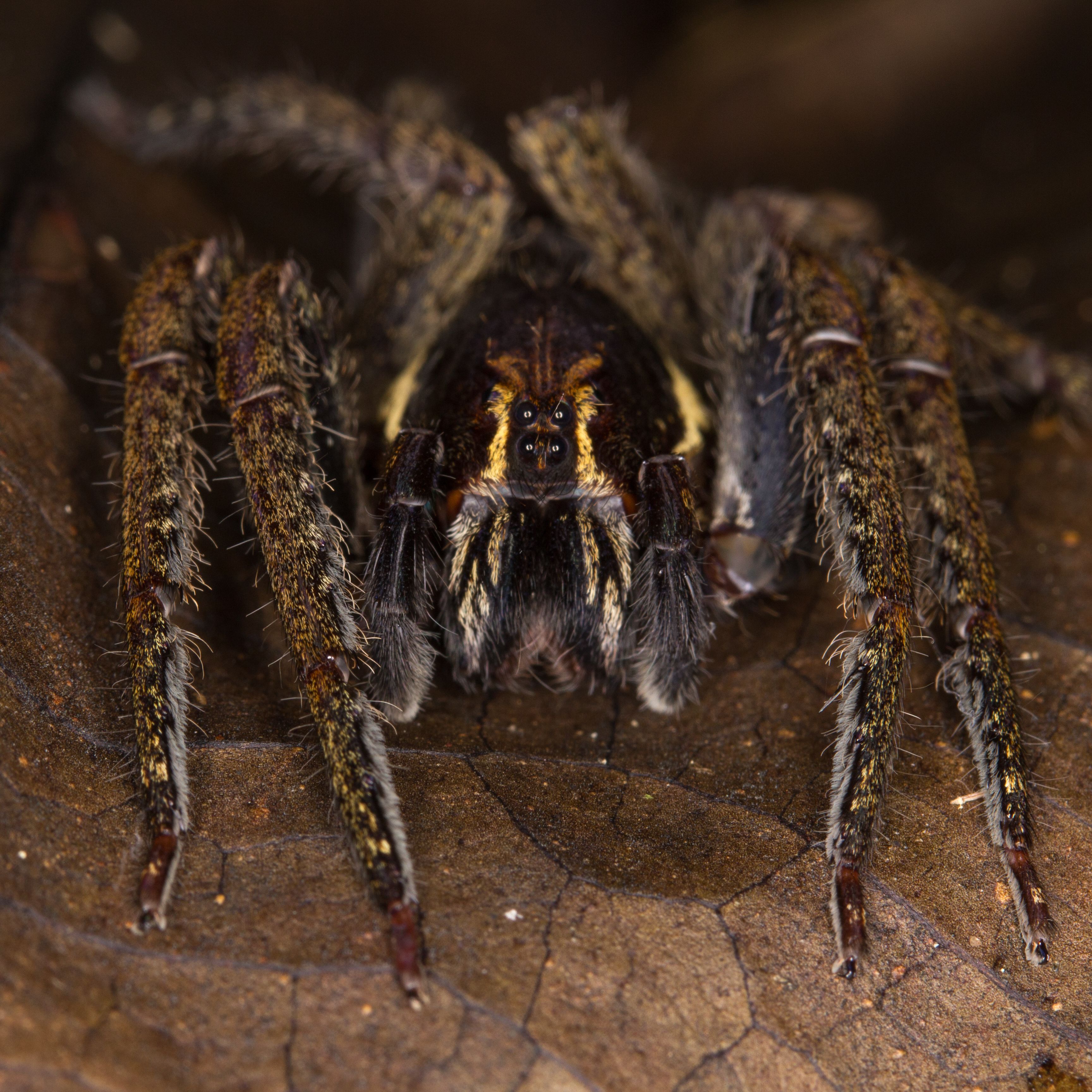 Huntsman spider from Ecuador (15436640453)