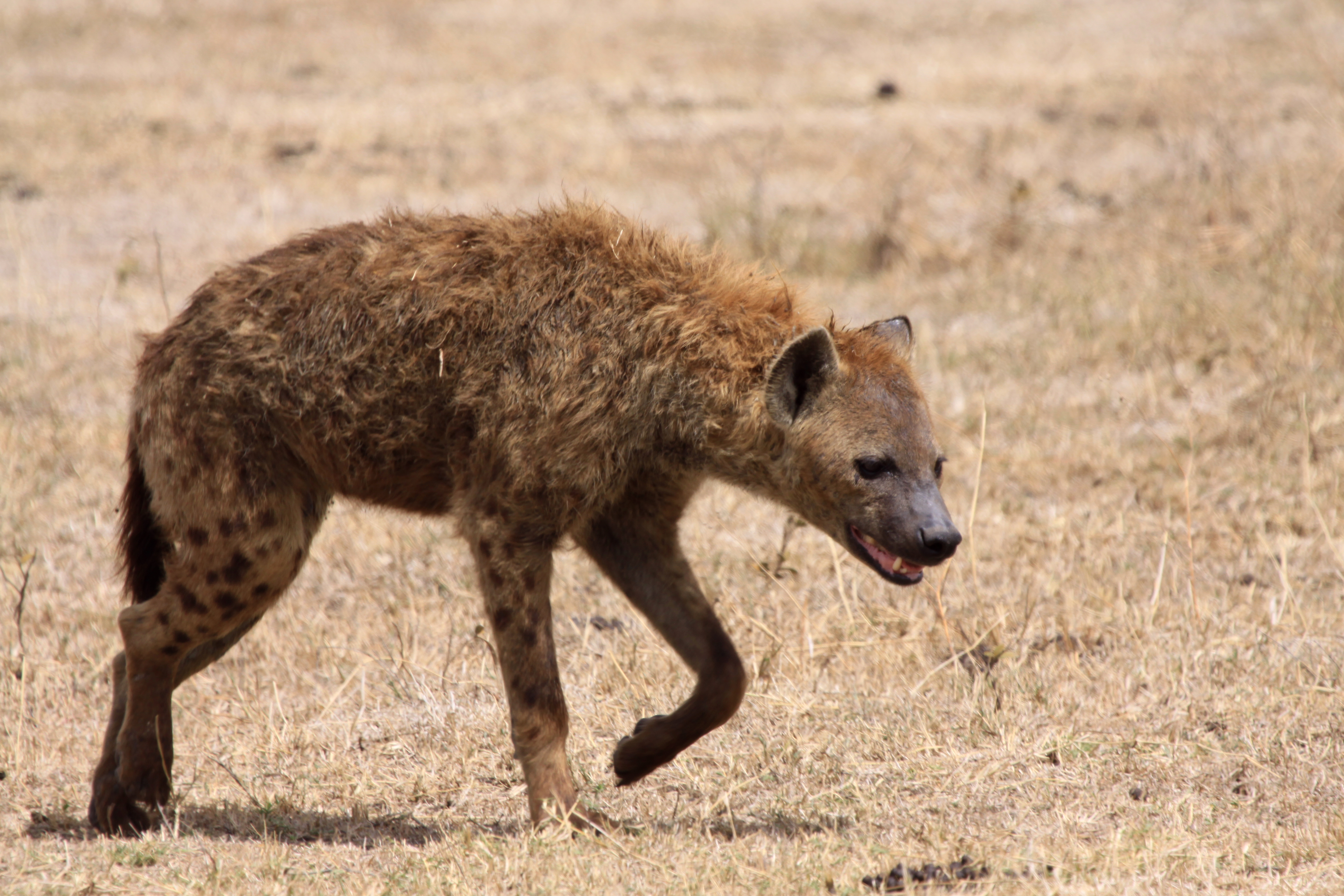 Hyene tachetée 1