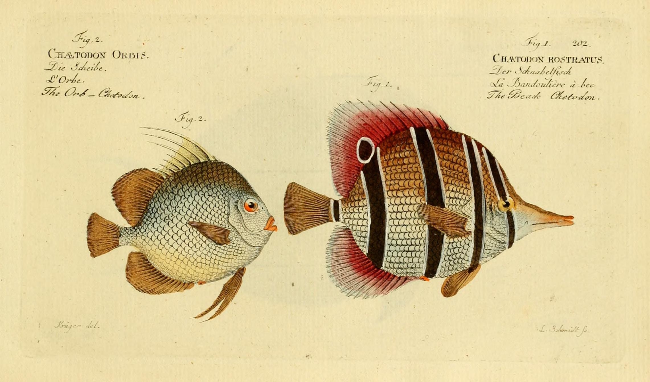 Ichthyologie; ou, Histoire naturelle des poissons (Plate 202) (7064521411)