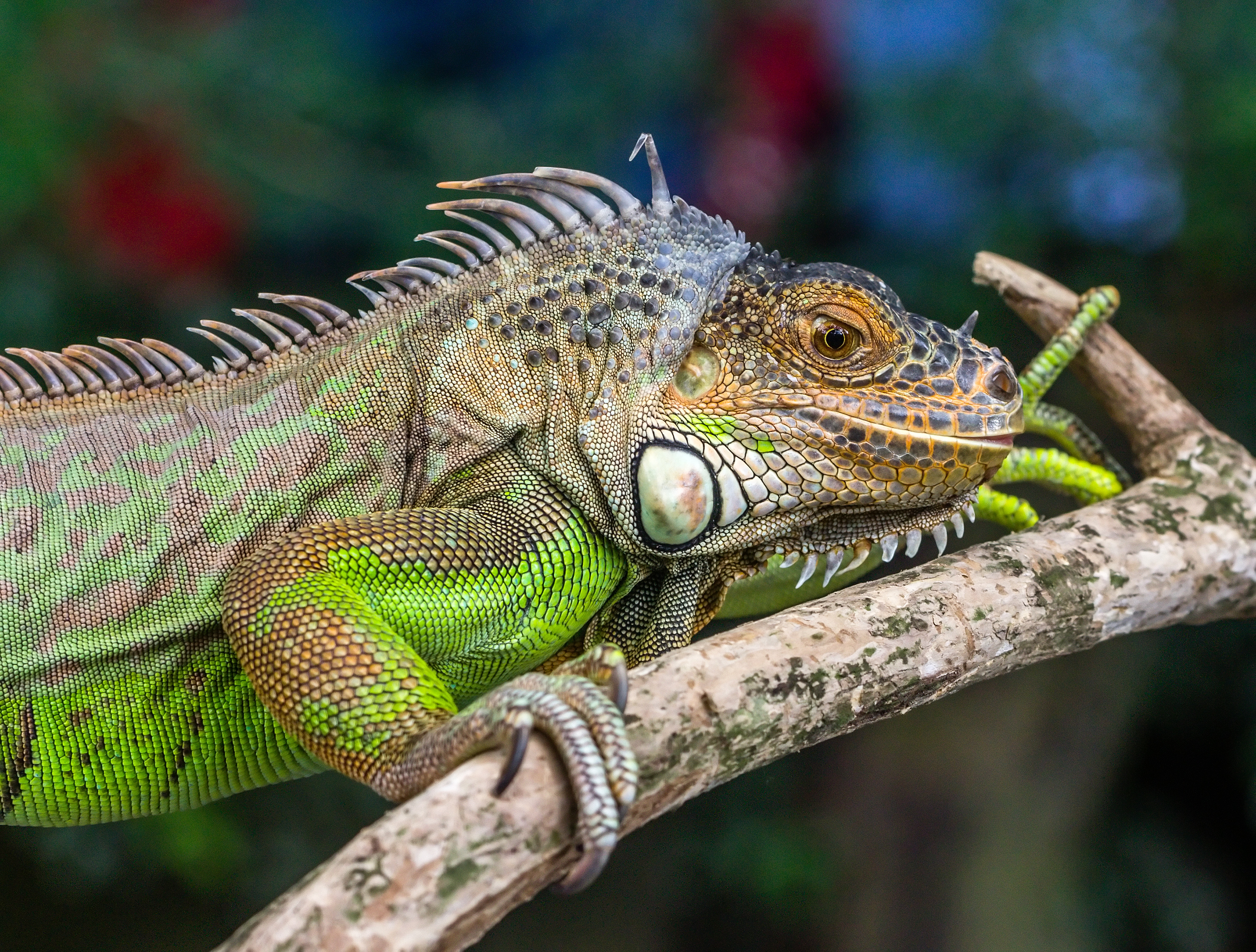 Iguana iguana, Gembira Loka Zoo, Yogyakarta, 2015-03-15 02