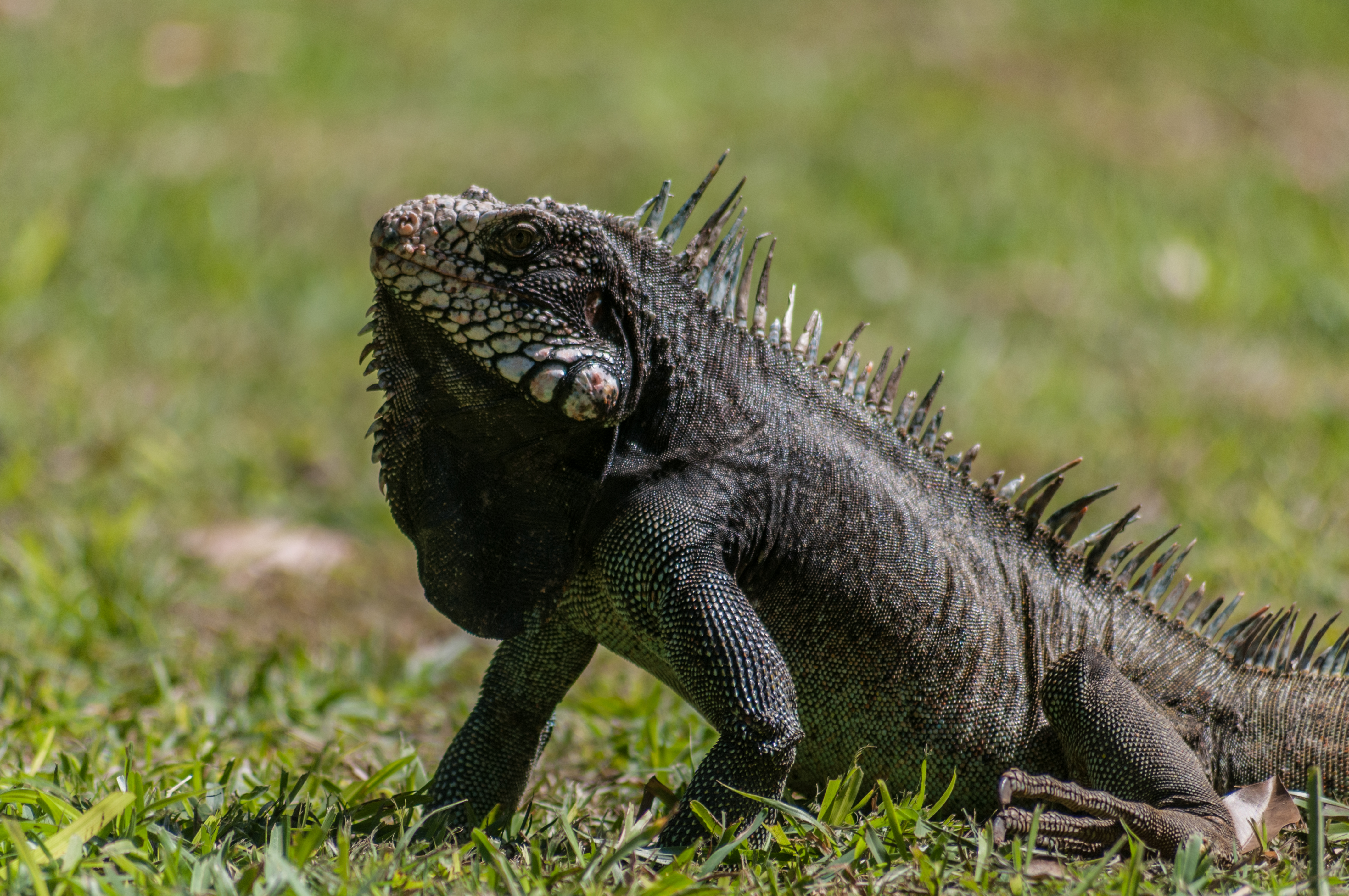 Iguana iguana en Zoologico de Barquisimeto