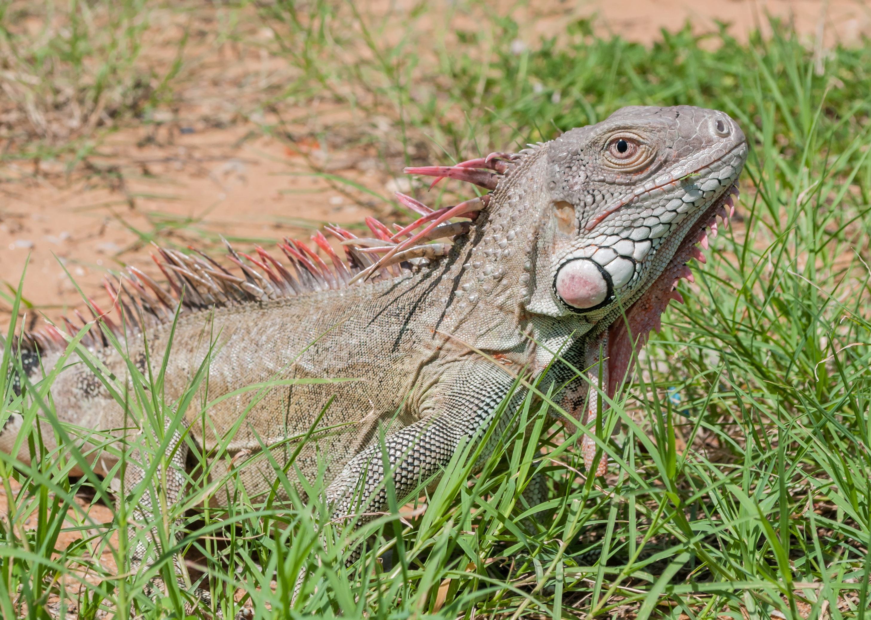 Iguana in the Maracaibo wild