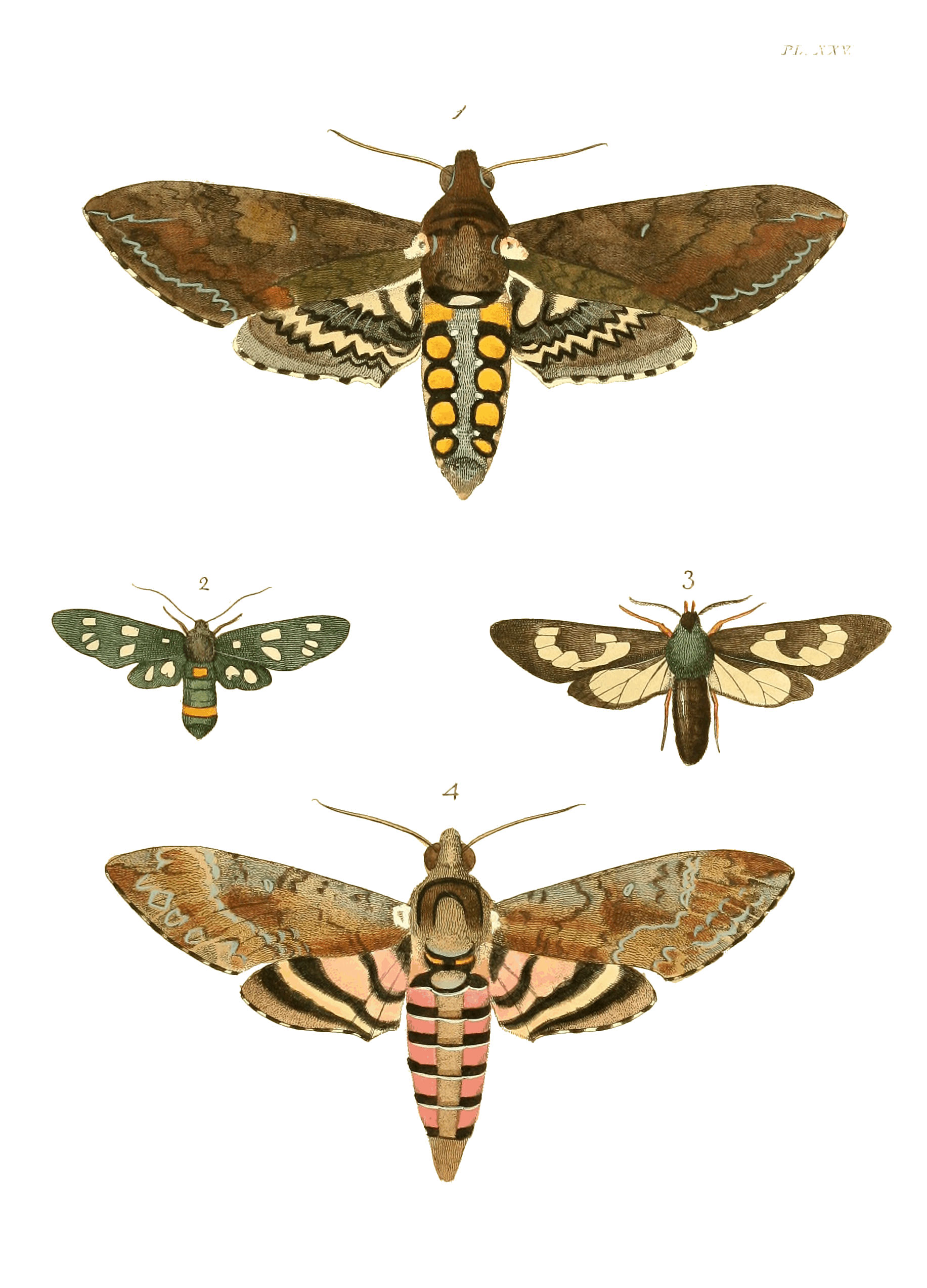 Illustrations of Exotic Entomology I 25