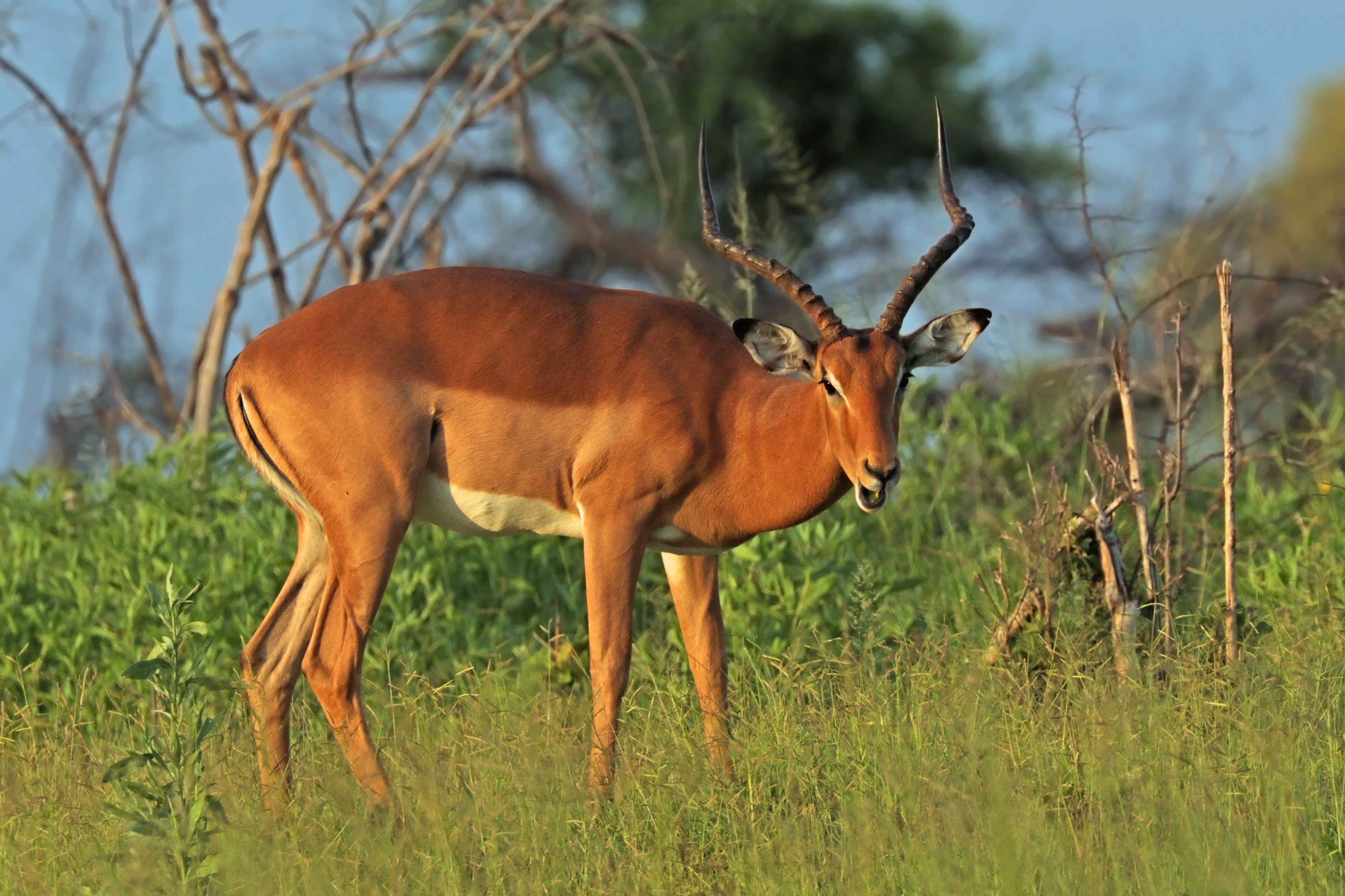 Impala (Aepyceros melampus) male