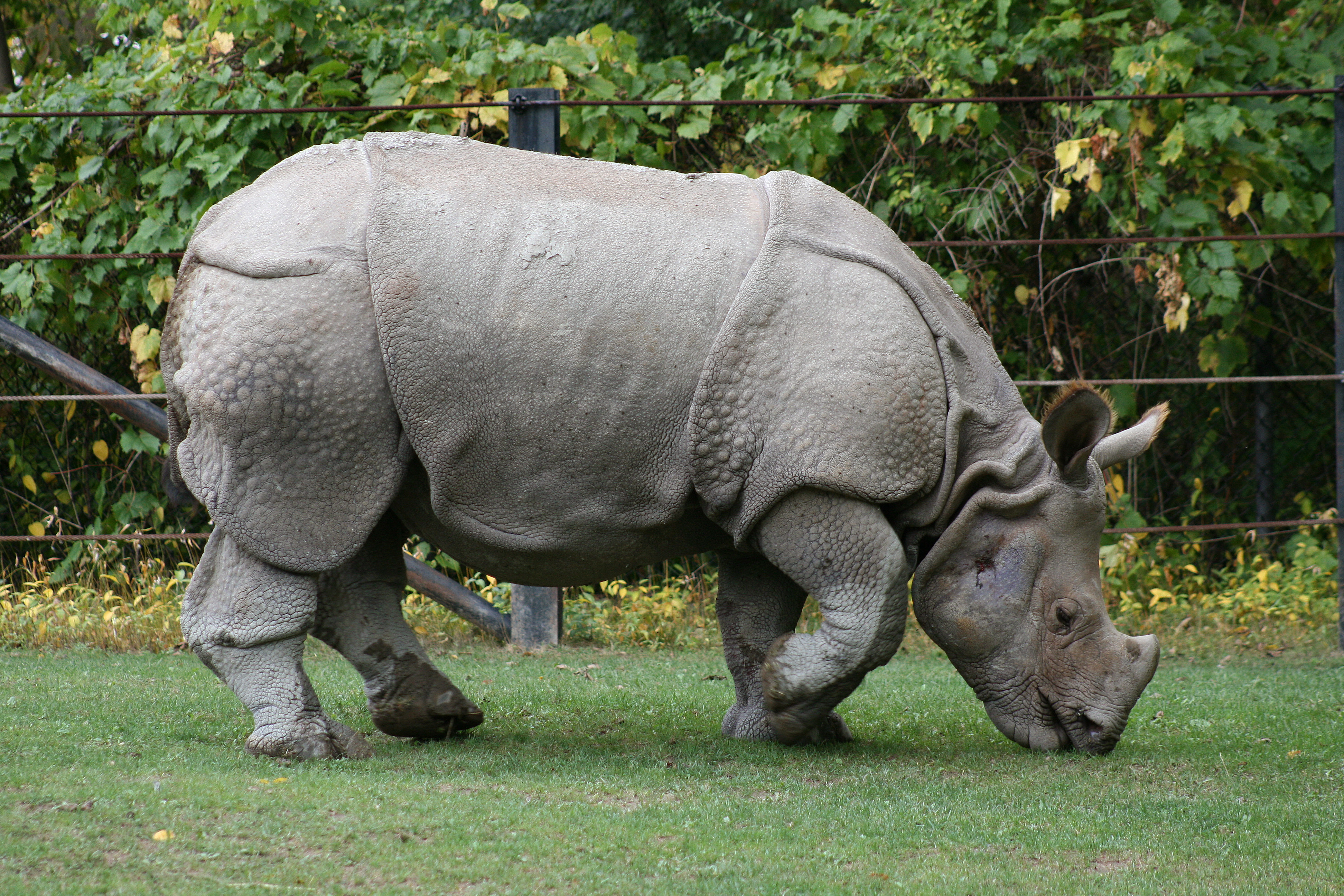 Indian Rhino (Rhinoceros unicornis)1 - Relic38
