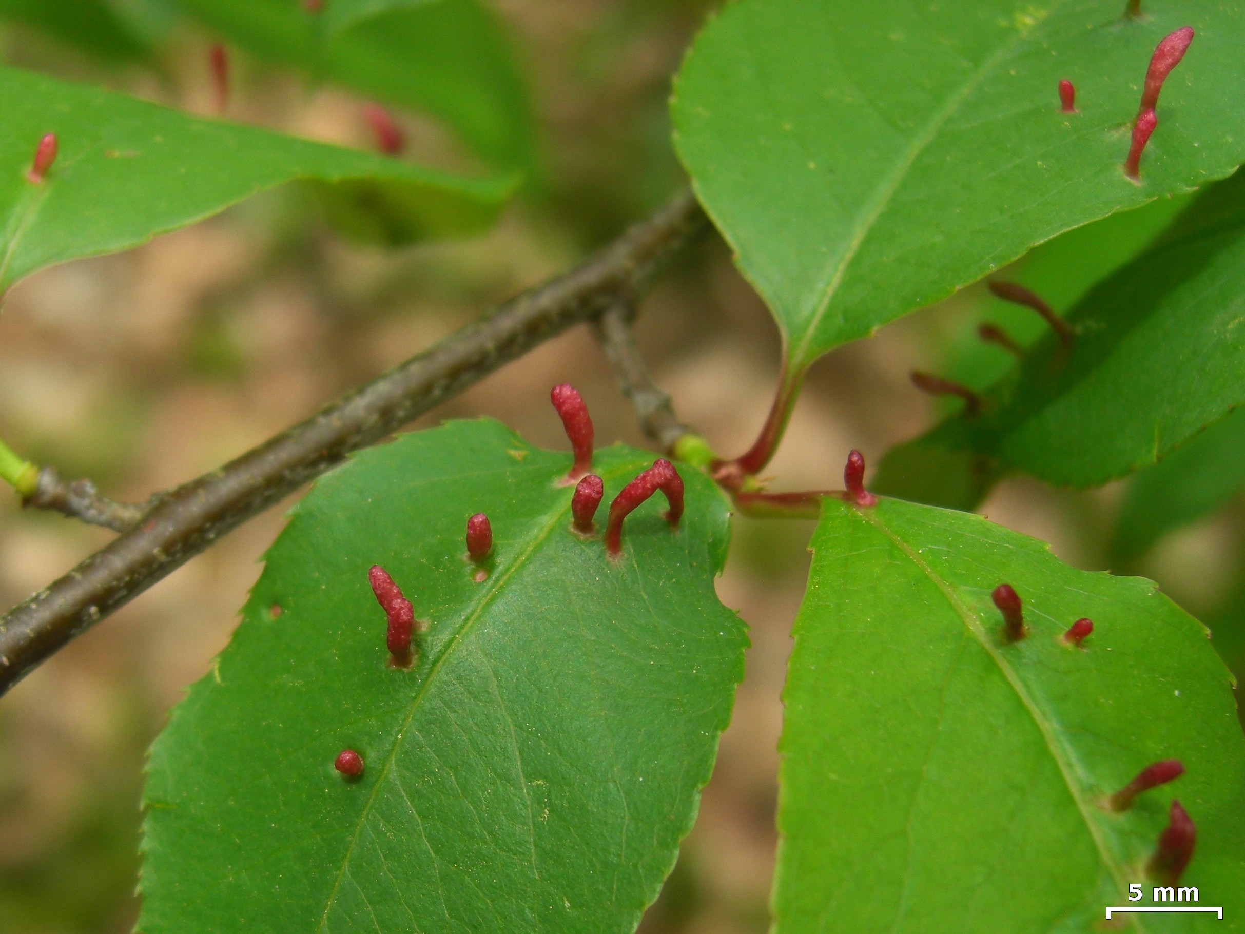 Insect gall on cherry leaves - Flickr - pellaea